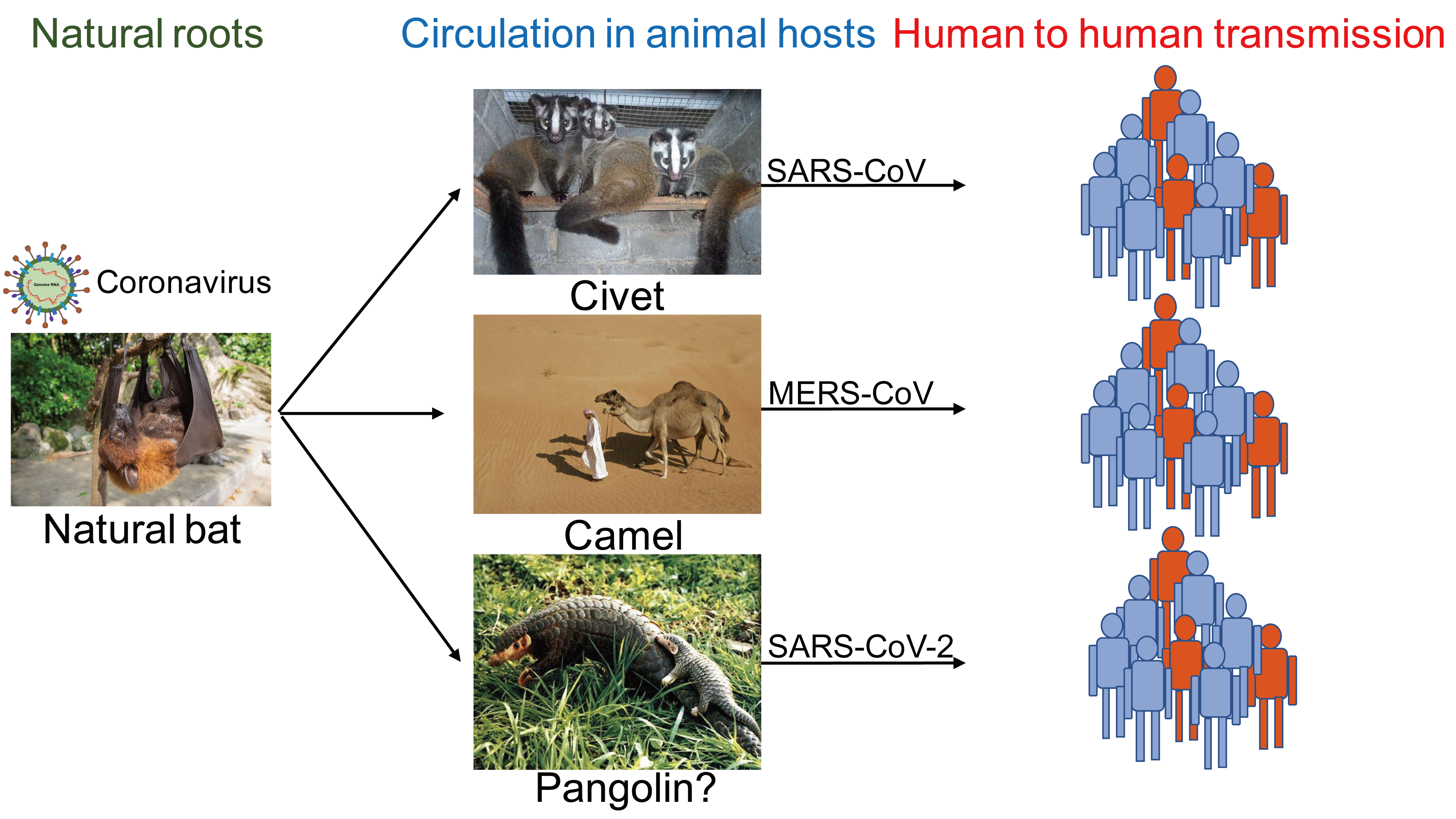 Viruses 12 00372 g003