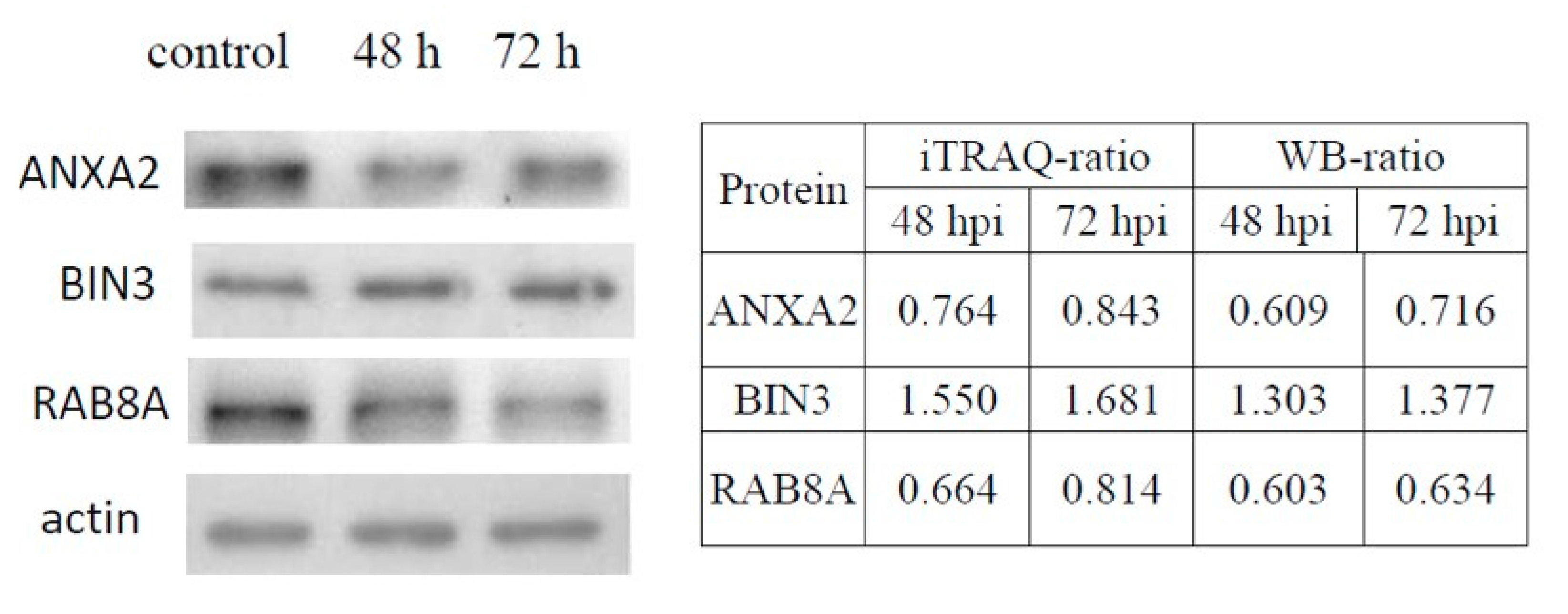 Viruses 12 00375 g005
