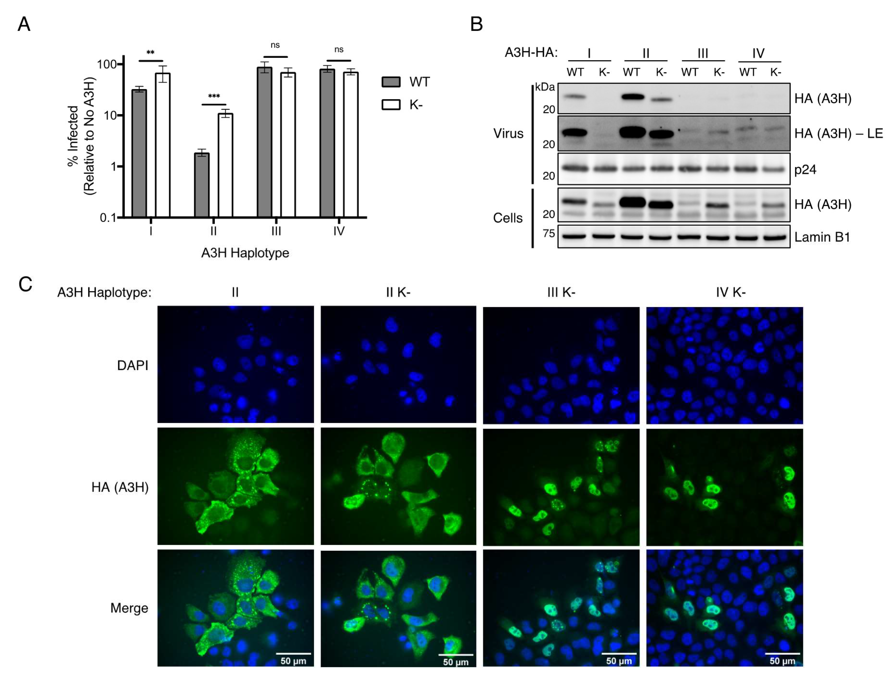 Viruses 12 00378 g003 Viruses 12 00378 g003