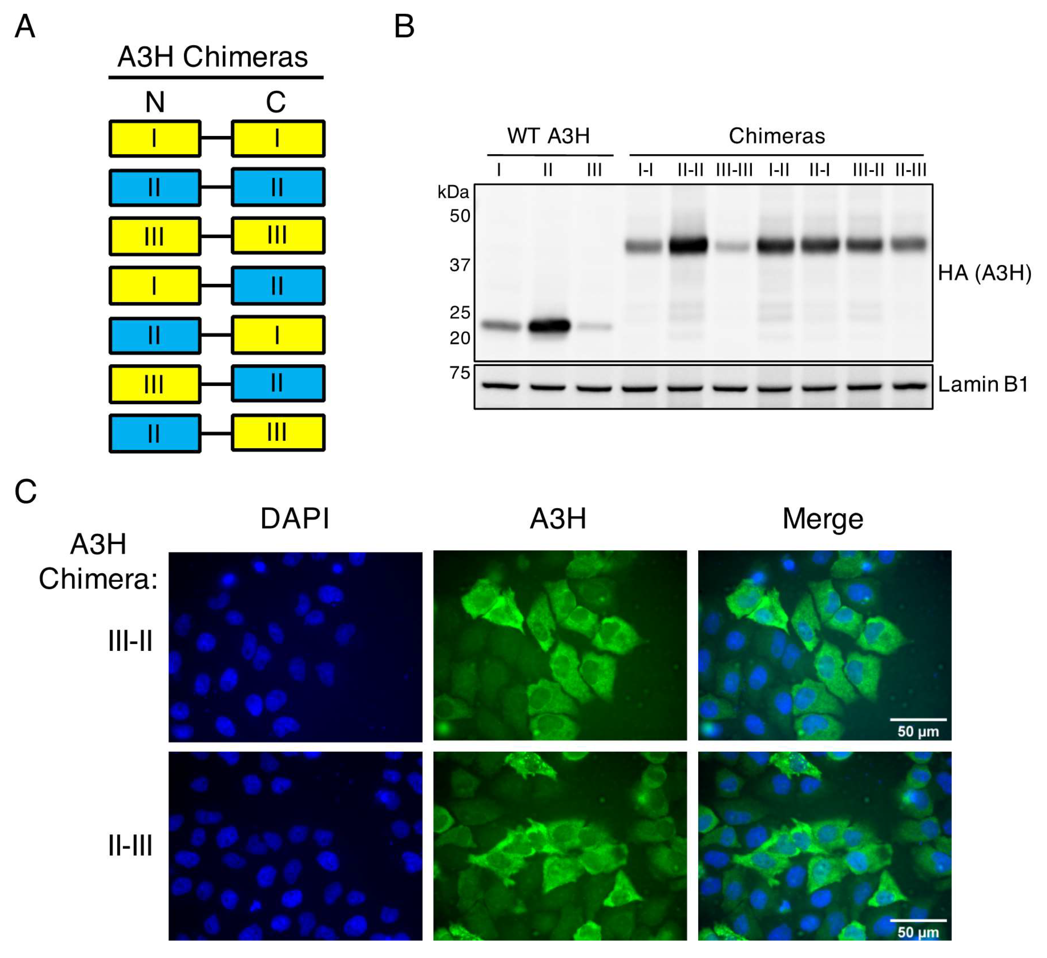 Viruses 12 00378 g004 Viruses 12 00378 g004