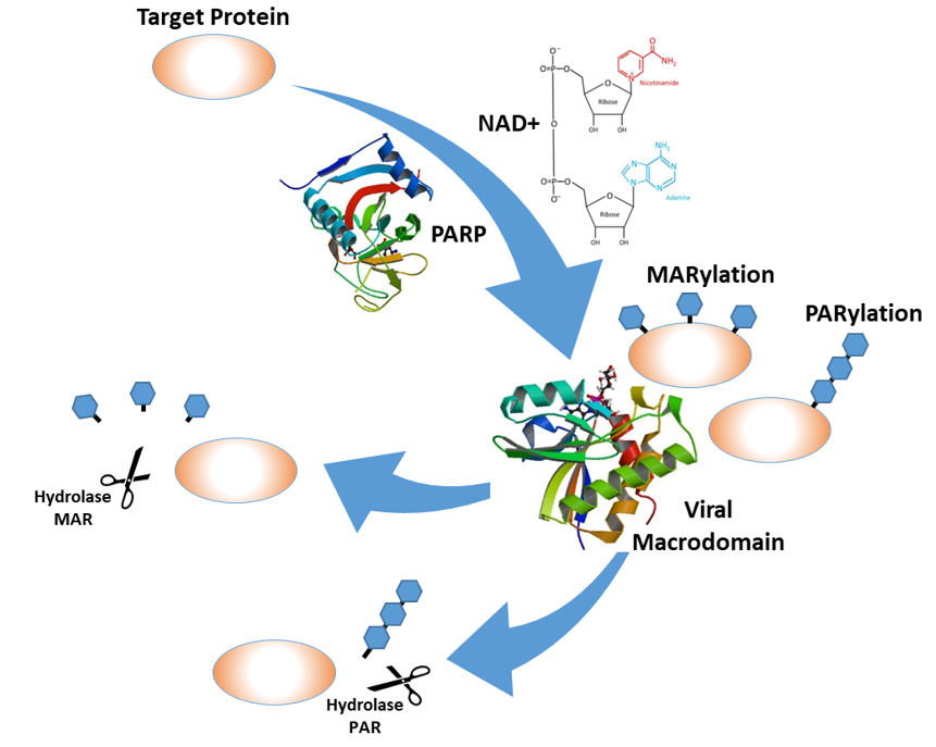 Viruses 12 00384 g001