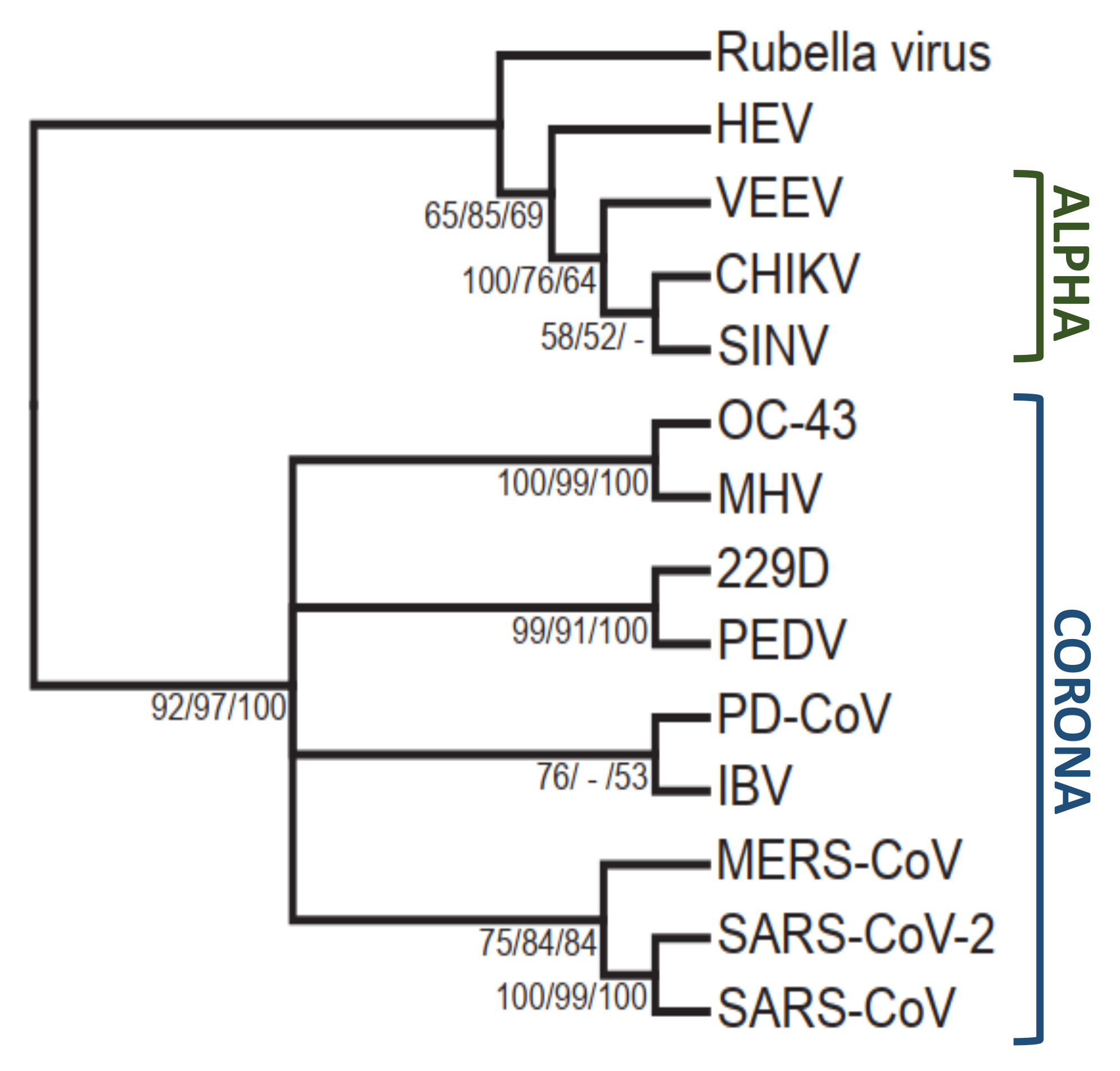 Viruses 12 00384 g003