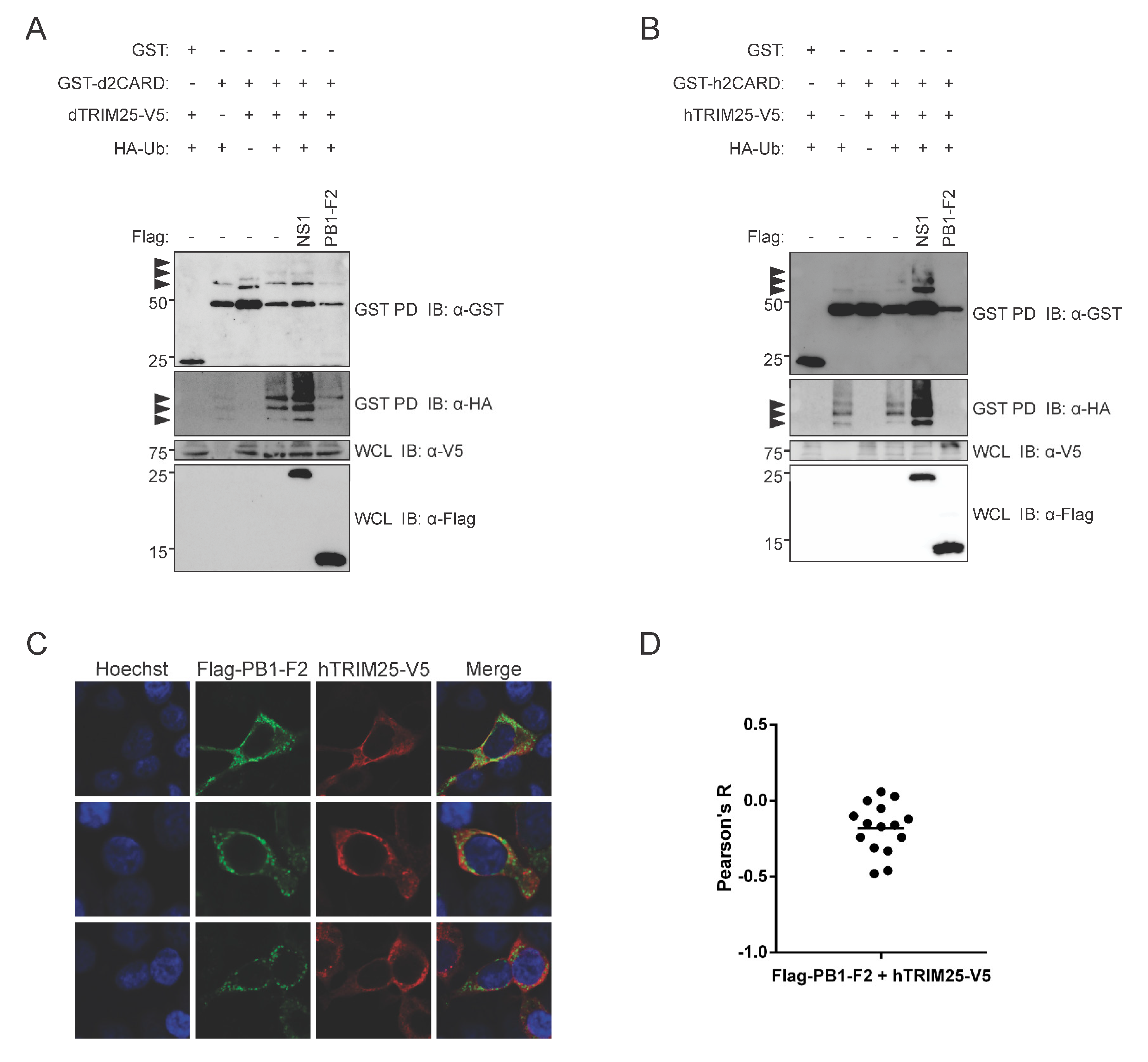 Viruses 12 00409 g005