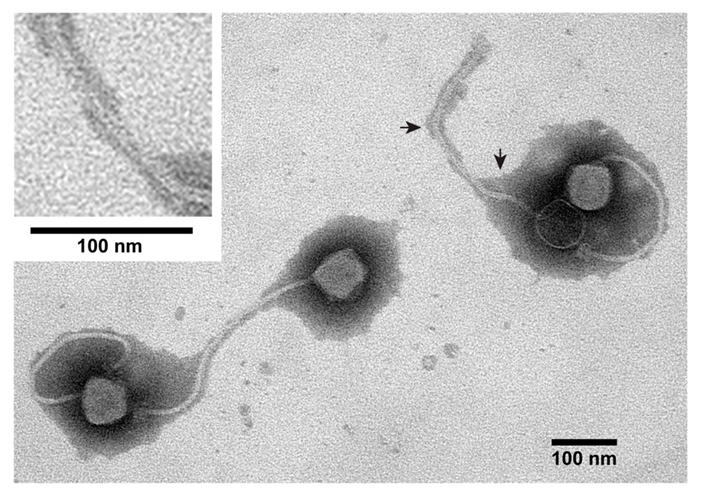 Viruses 12 00410 g002 Viruses 12 00410 g002