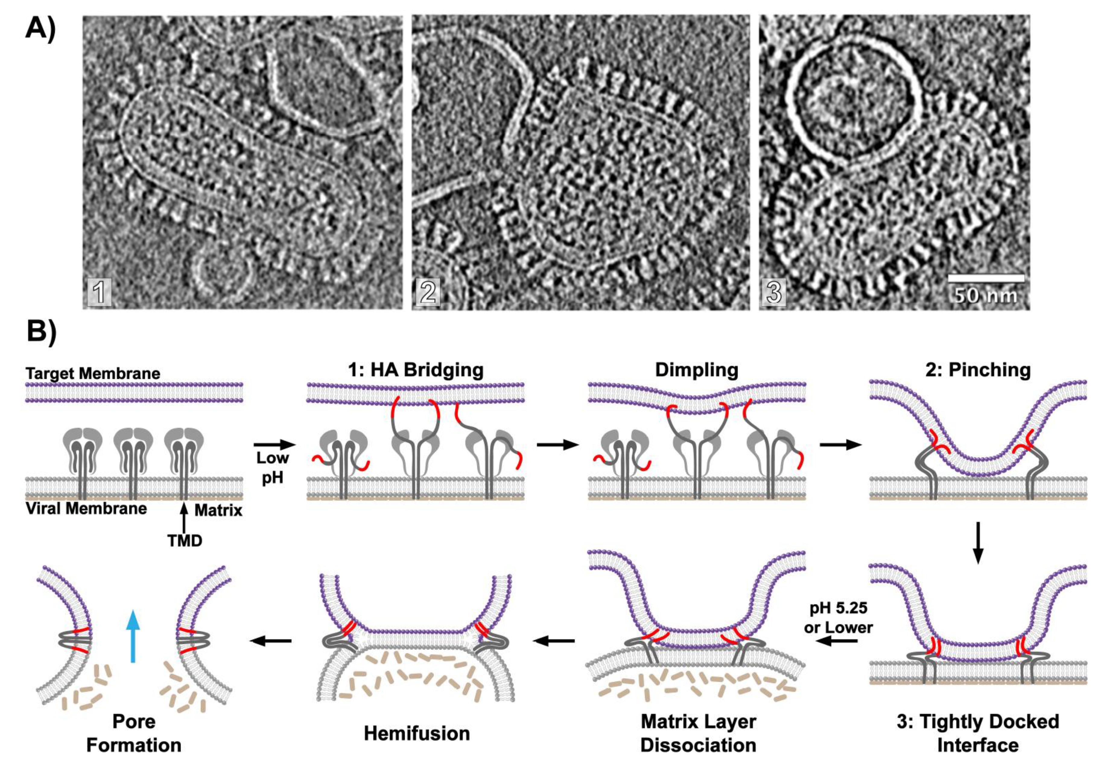 Viruses 12 00413 g004