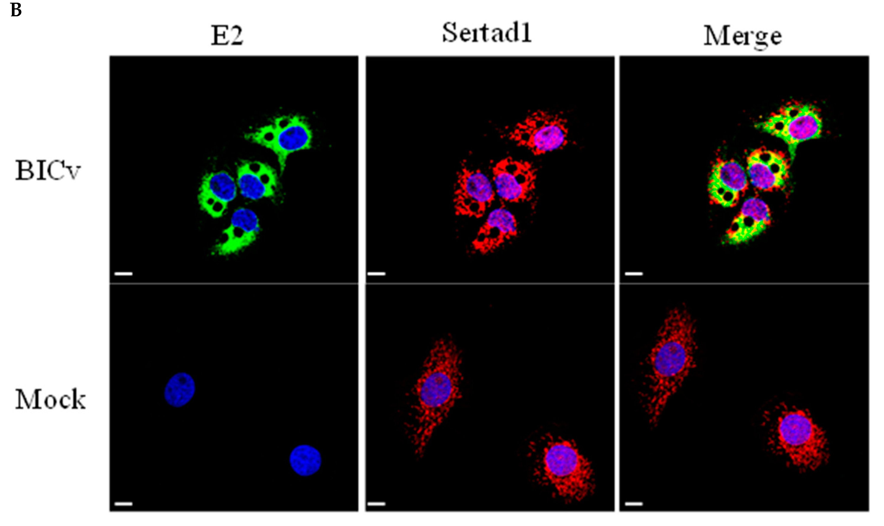 Viruses 12 00421 g001b Viruses 12 00421 g001b