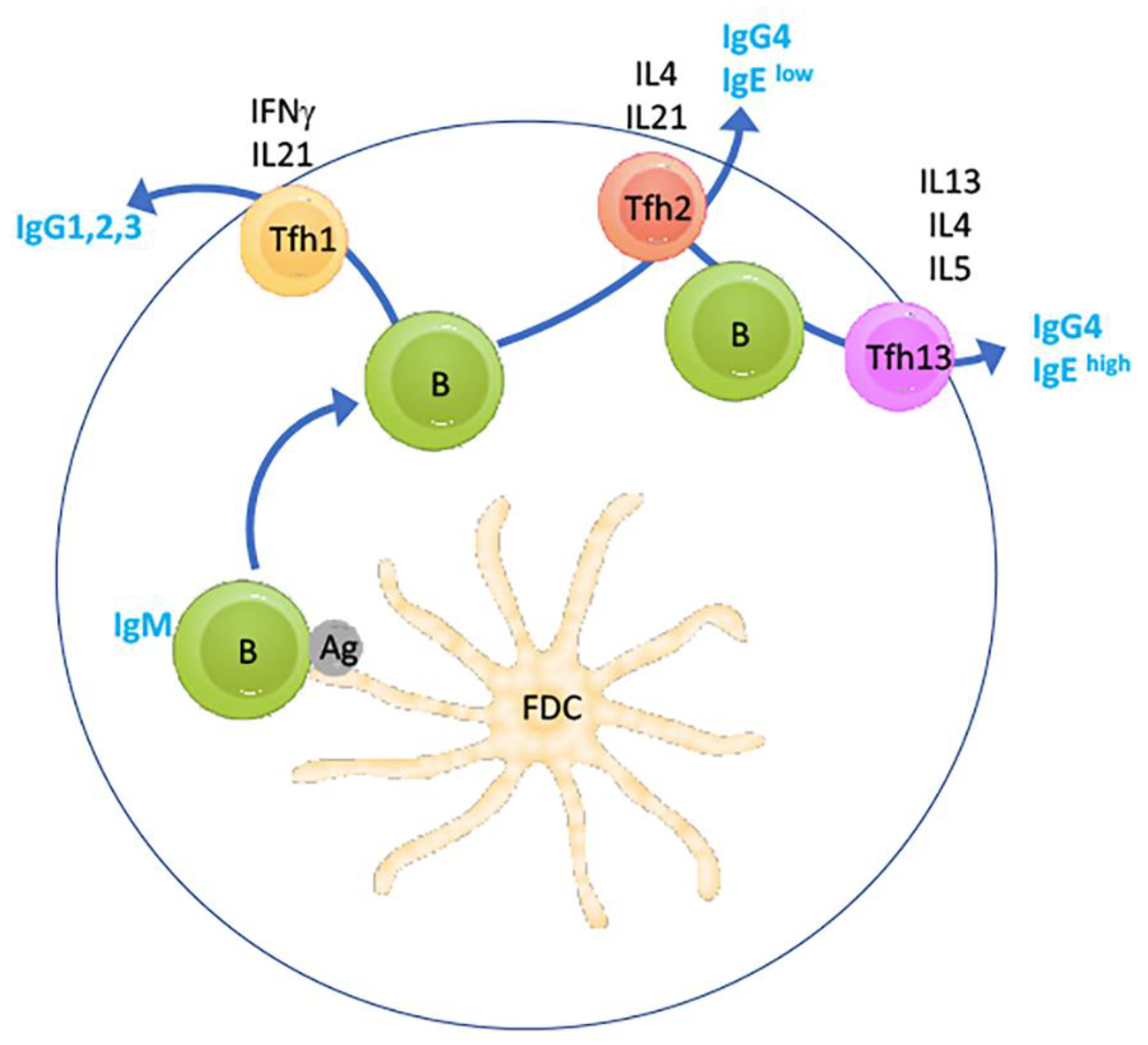 Viruses 12 00438 g002