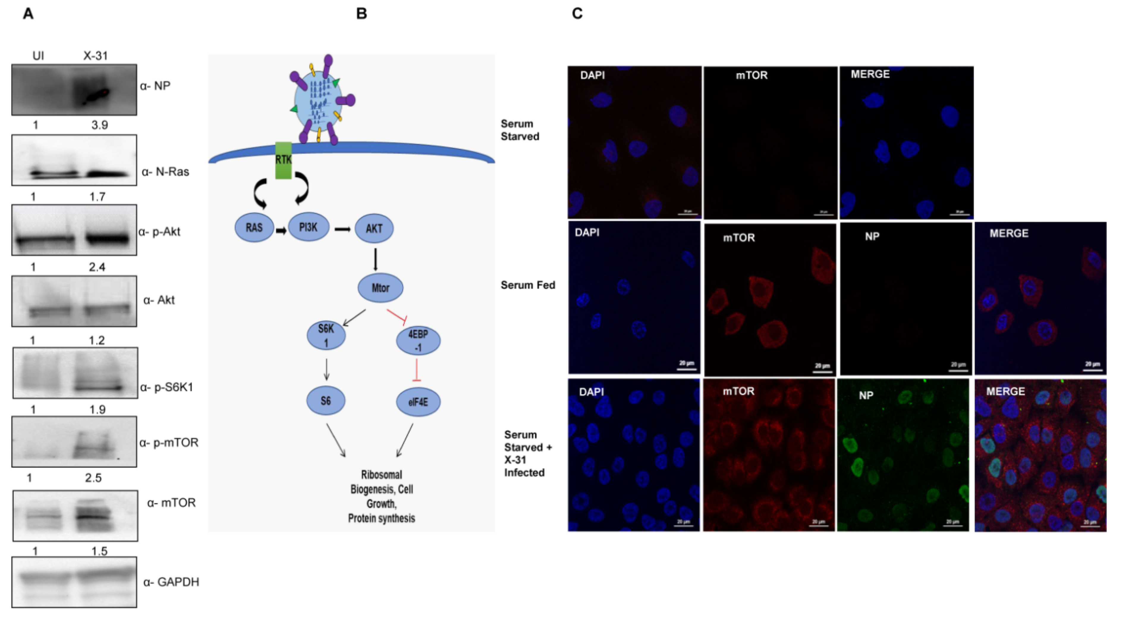 Viruses 12 00444 g001