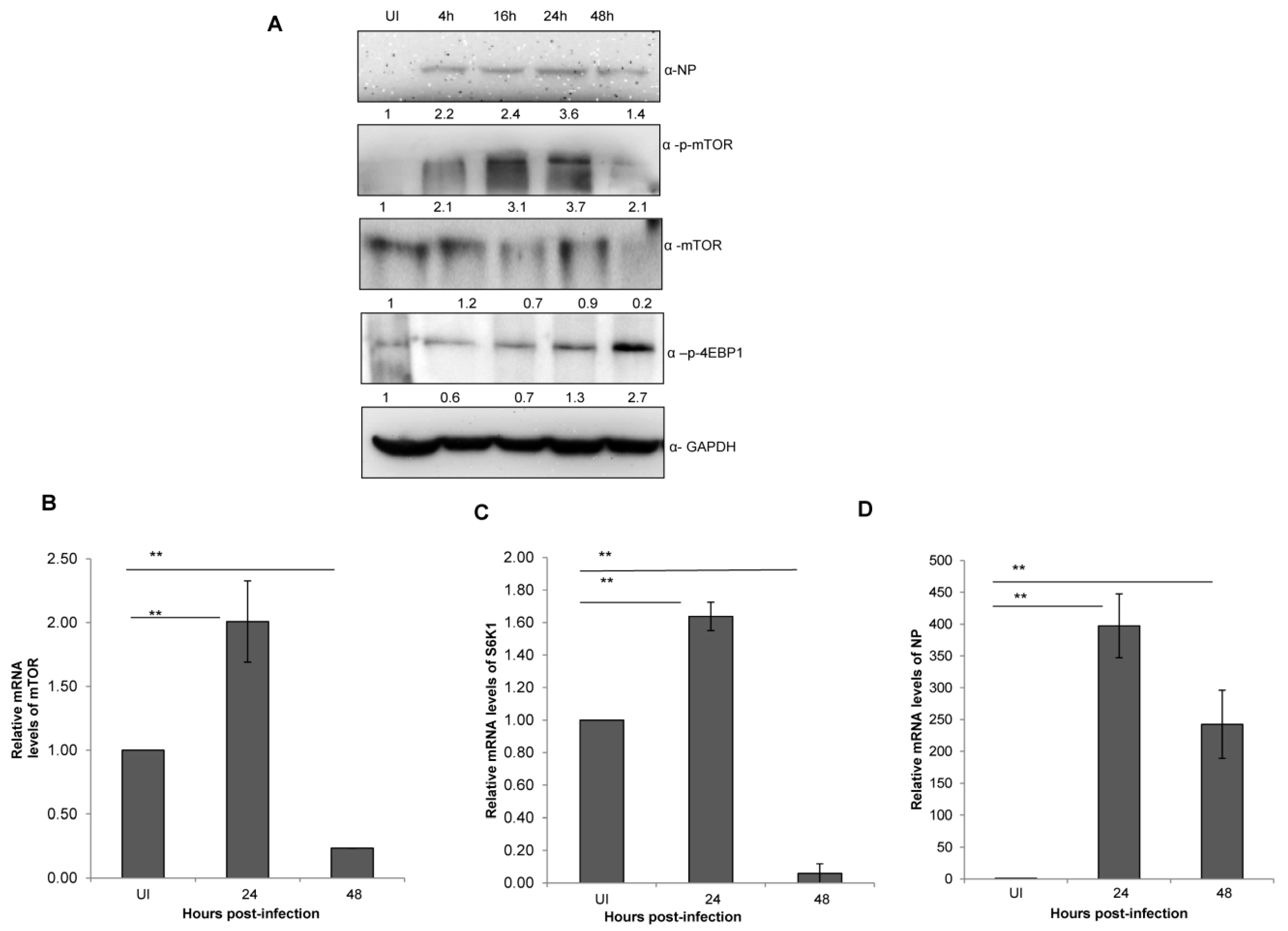 Viruses 12 00444 g002