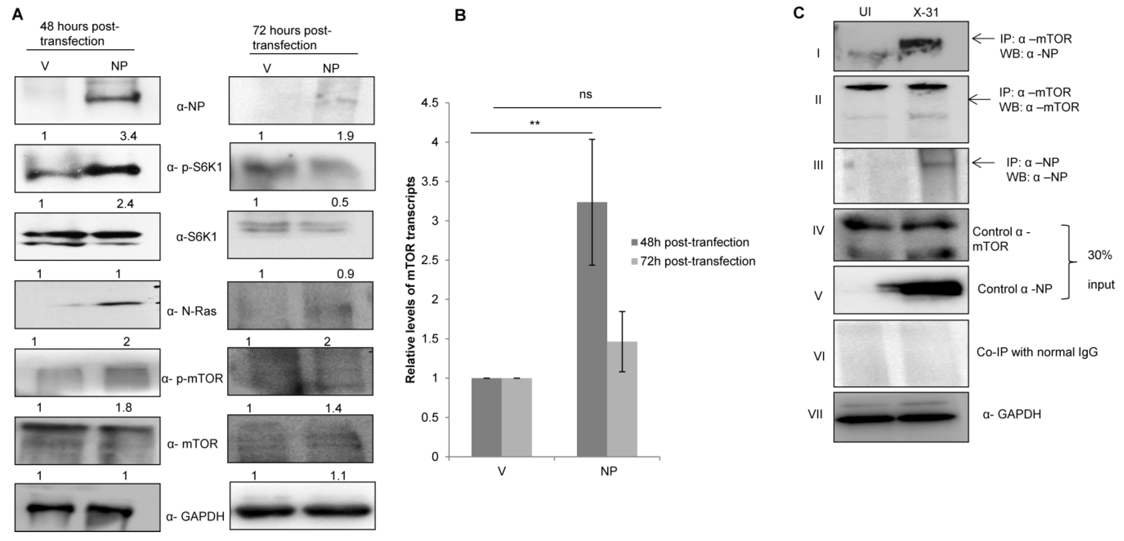 Viruses 12 00444 g003