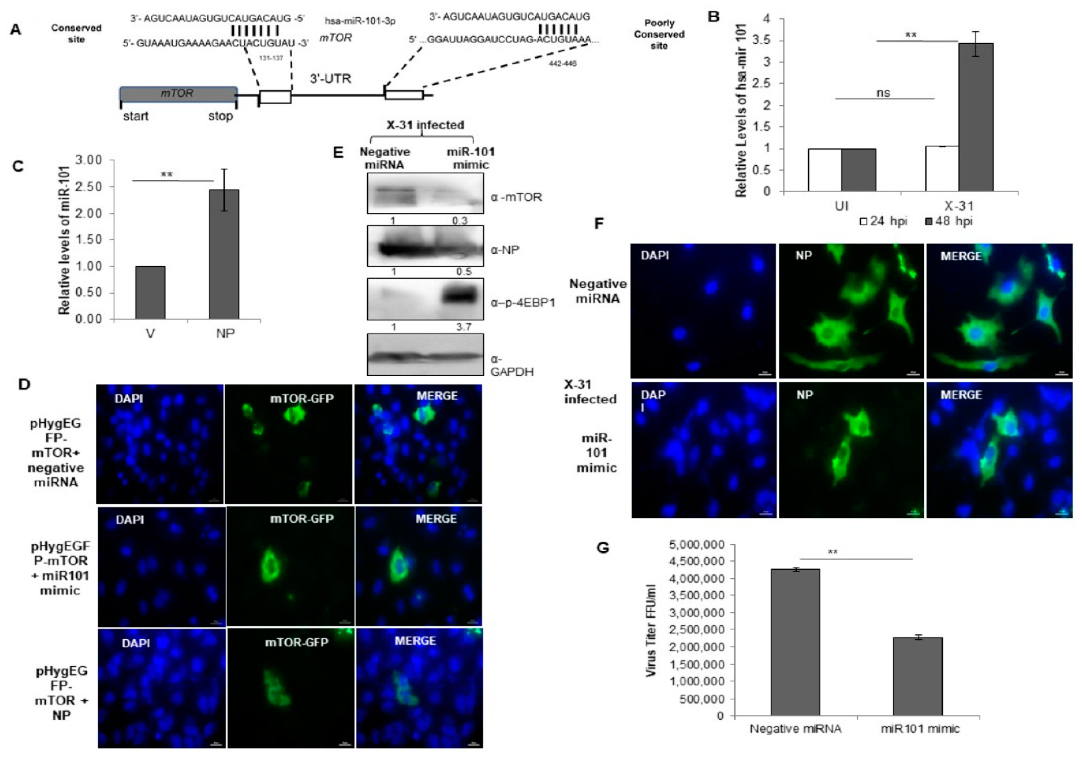 Viruses 12 00444 g006