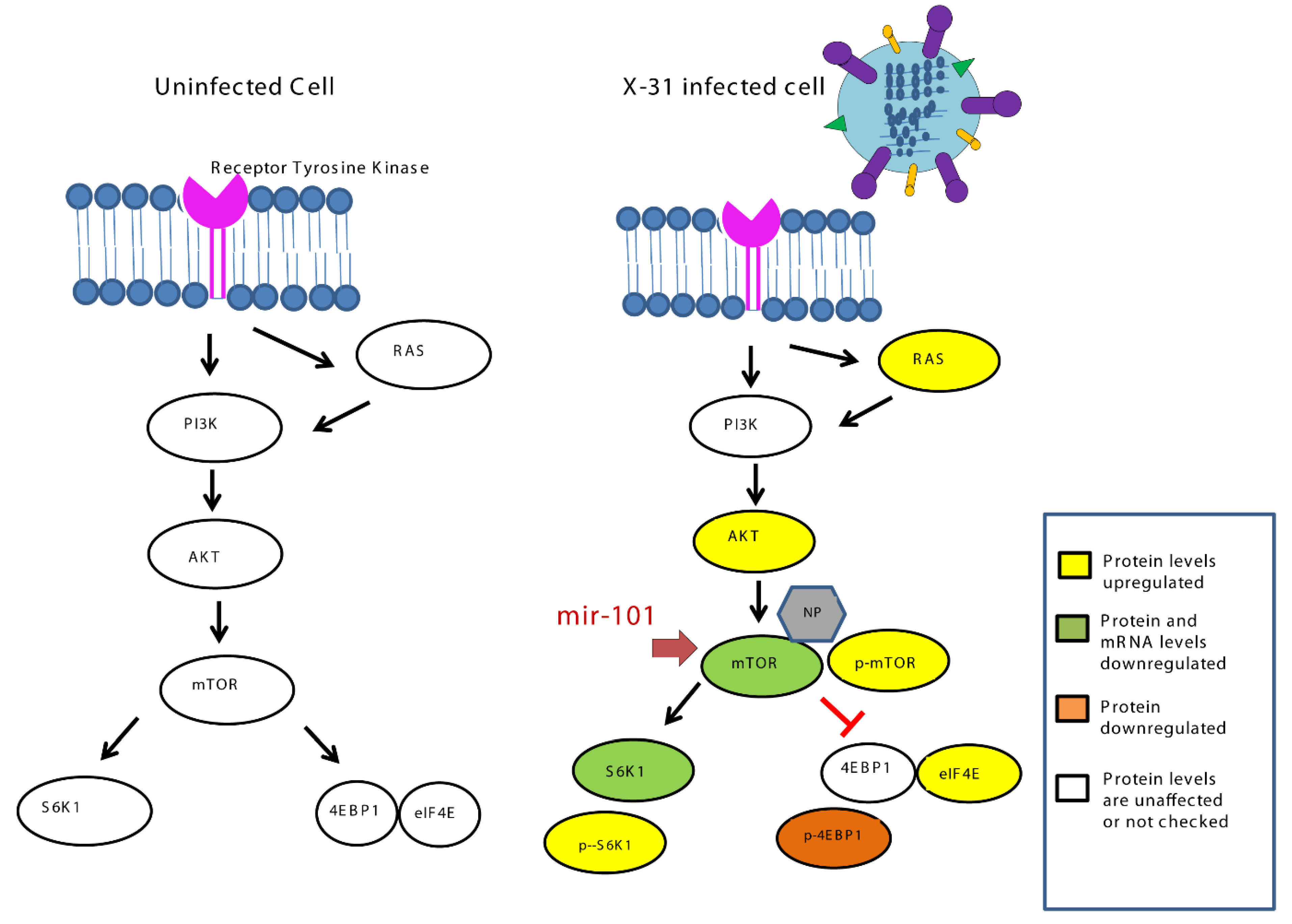 Viruses 12 00444 g008