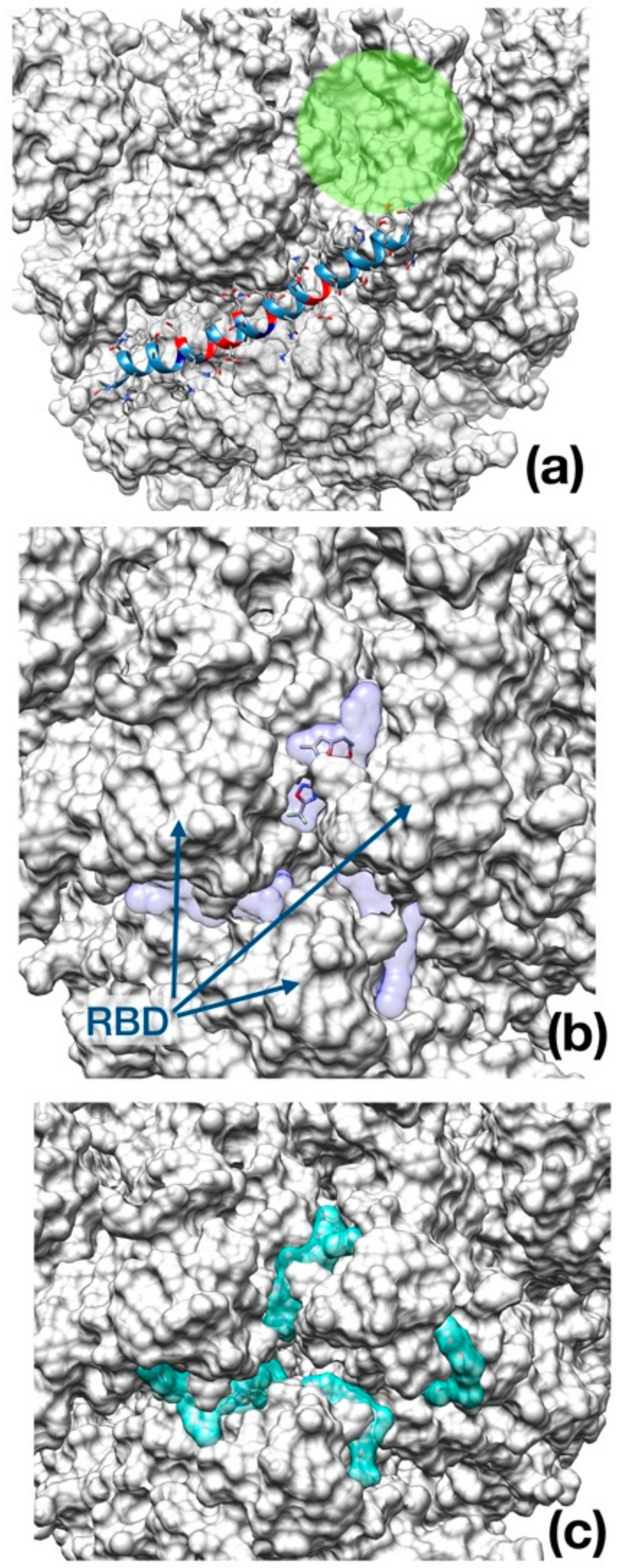 Viruses 12 00445 g005