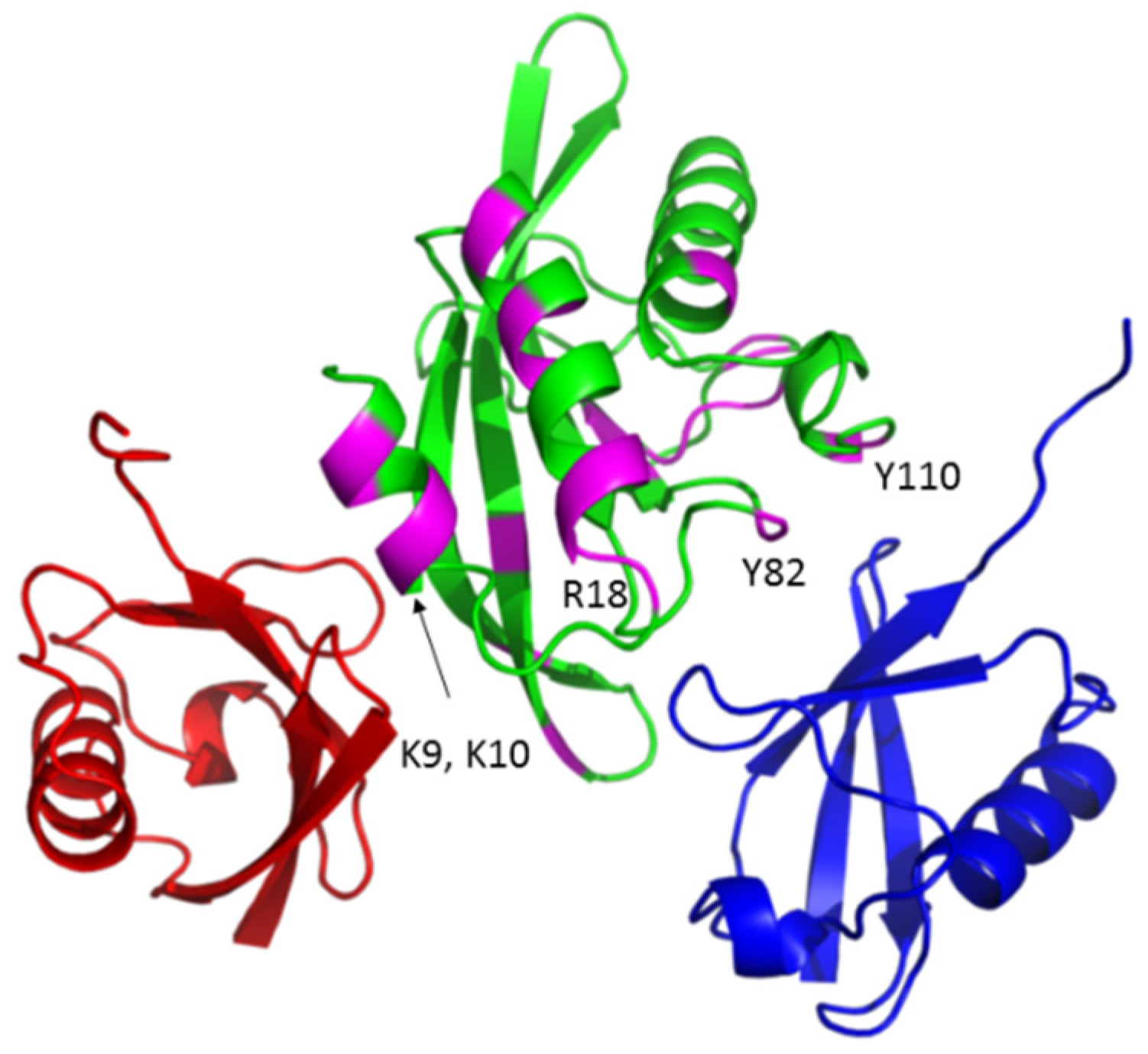 Viruses 12 00447 g006 Viruses 12 00447 g006