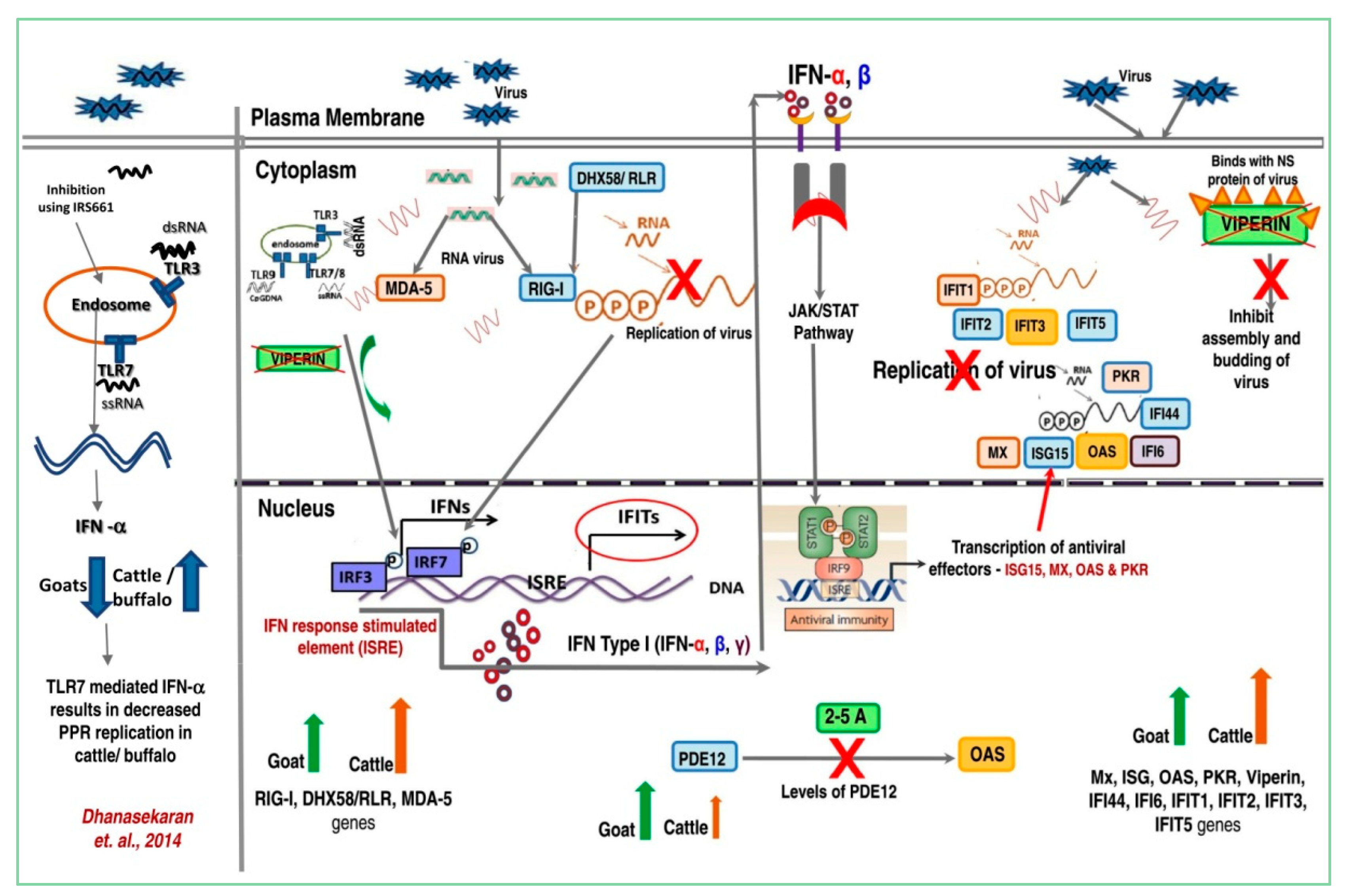 Viruses 12 00463 g007