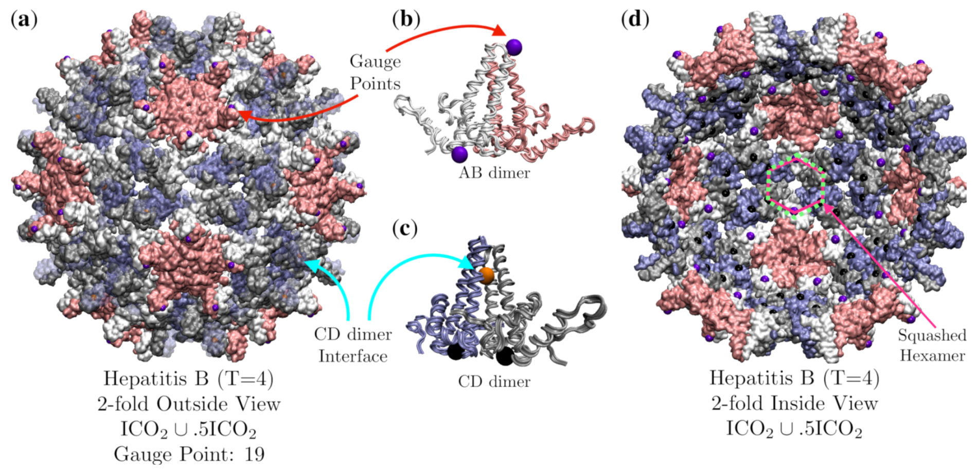 Viruses 12 00467 g016 Viruses 12 00467 g016
