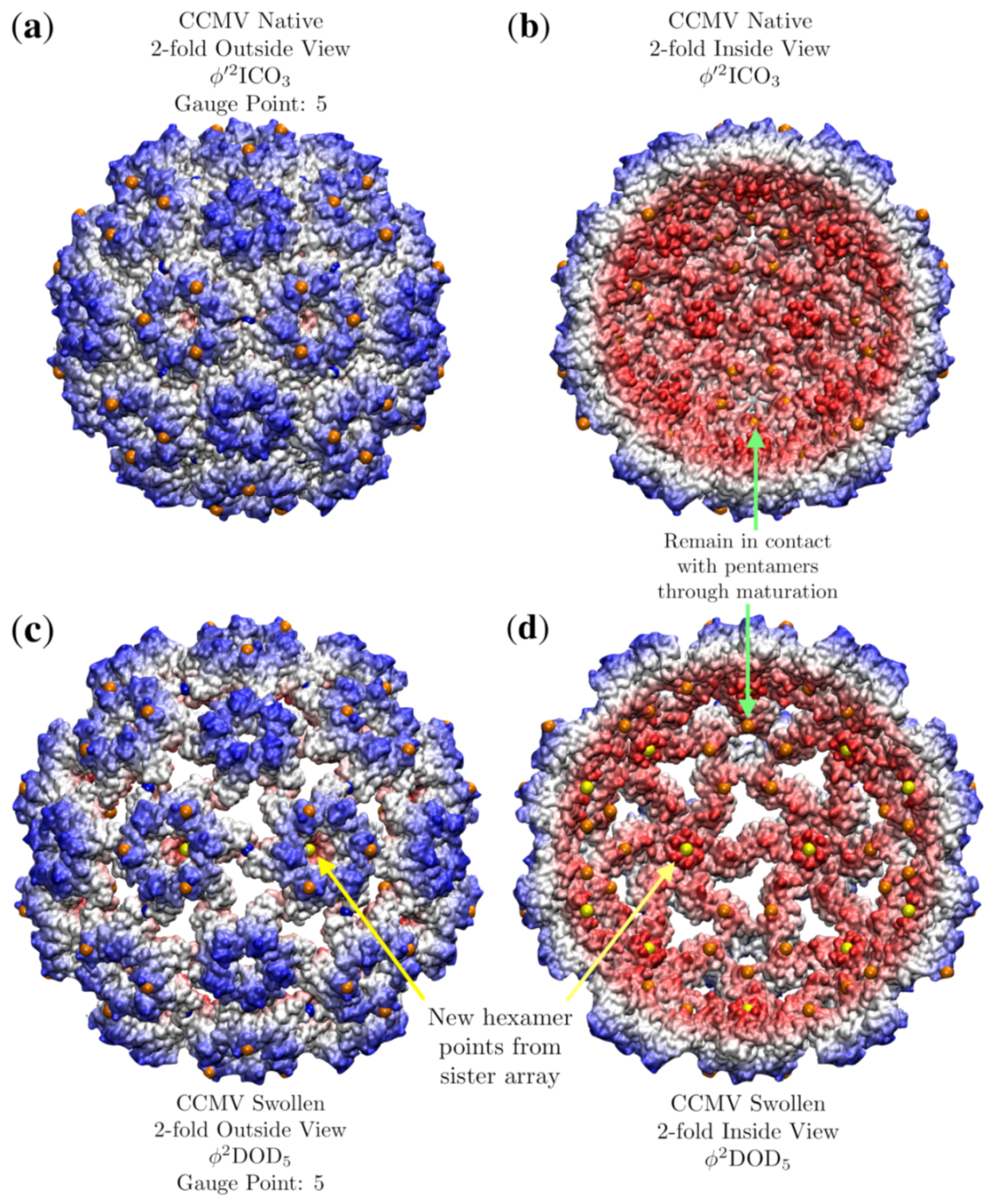 Viruses 12 00467 g018 Viruses 12 00467 g018