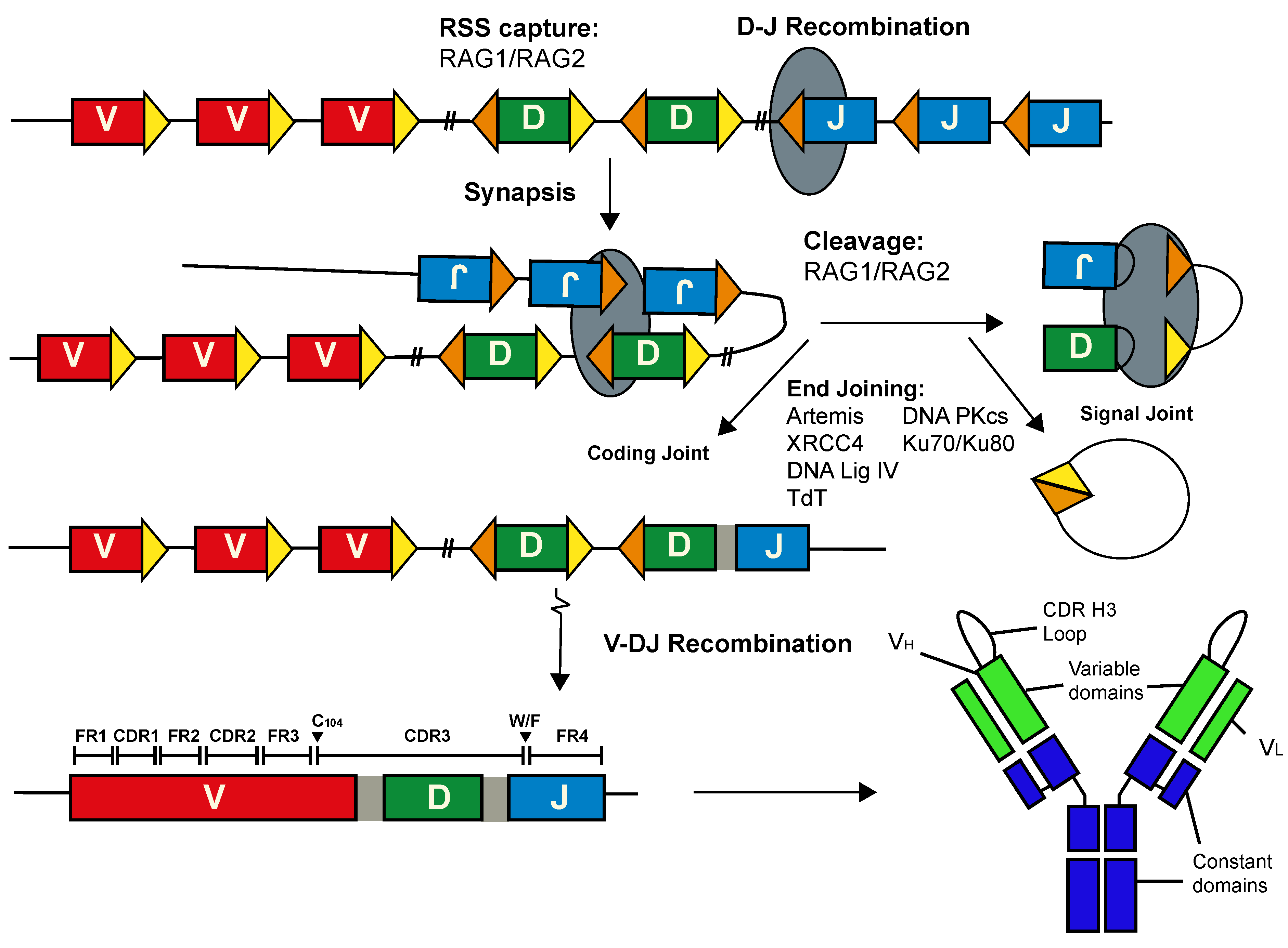 Viruses 12 00473 g001 Viruses 12 00473 g001