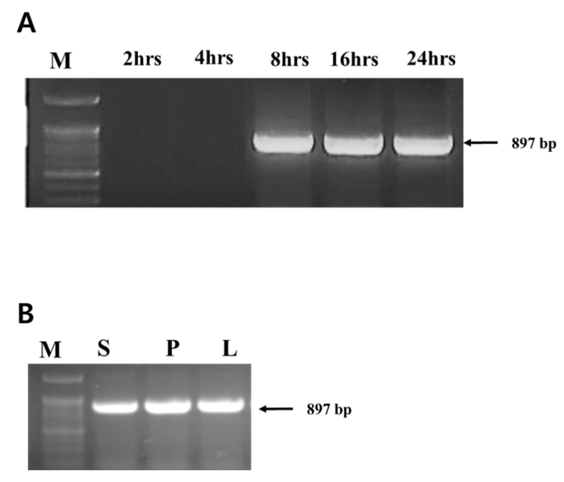 Viruses 12 00477 g001