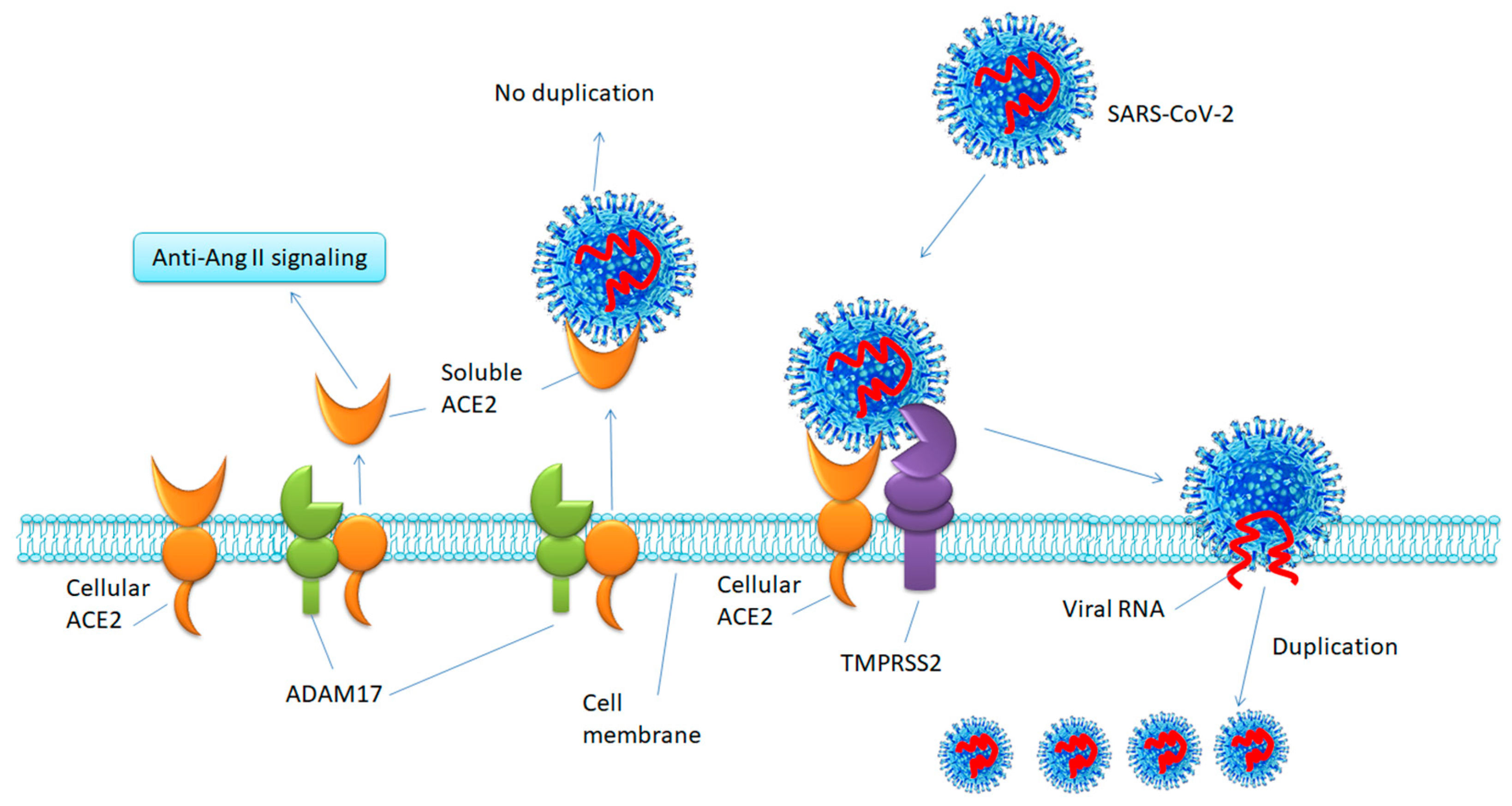 Viruses 12 00491 g001