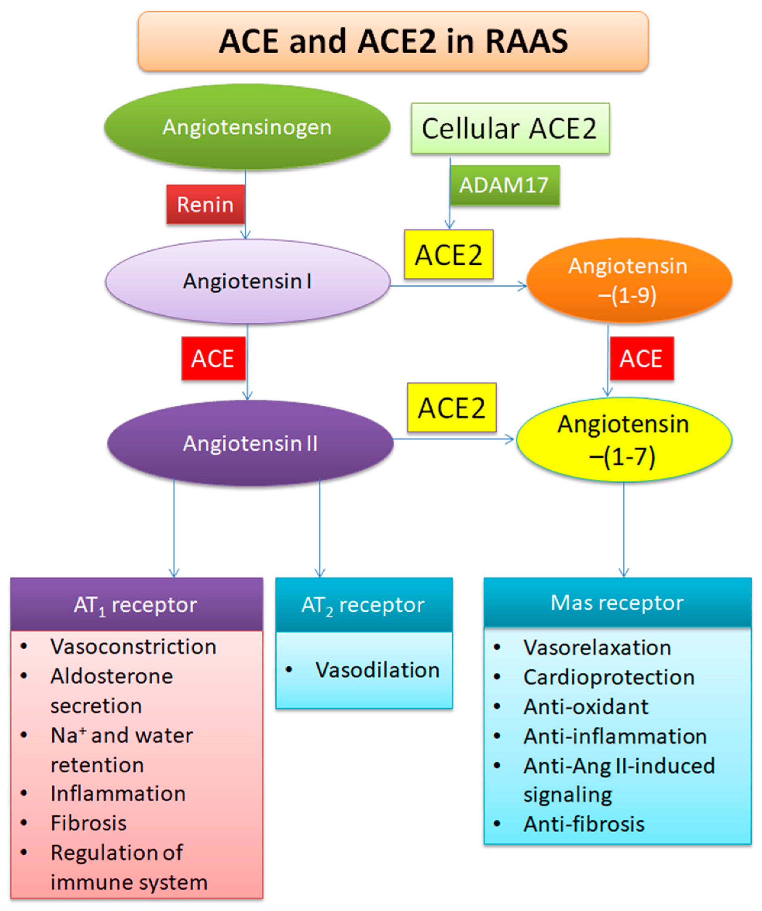Viruses 12 00491 g002