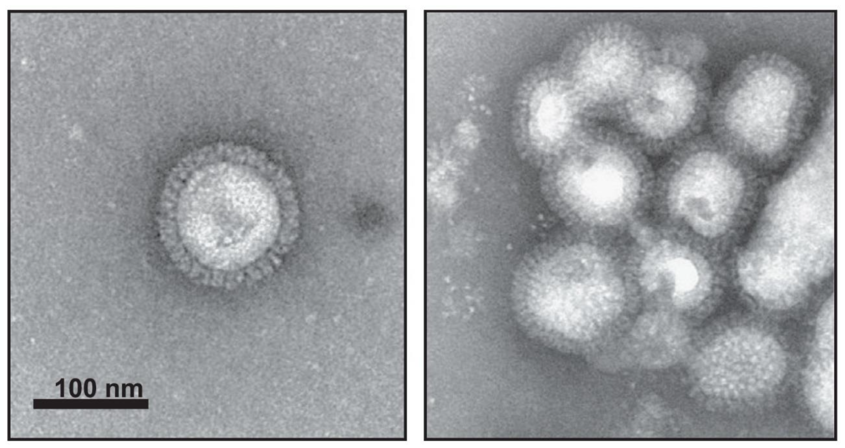 Viruses 12 00518 g002