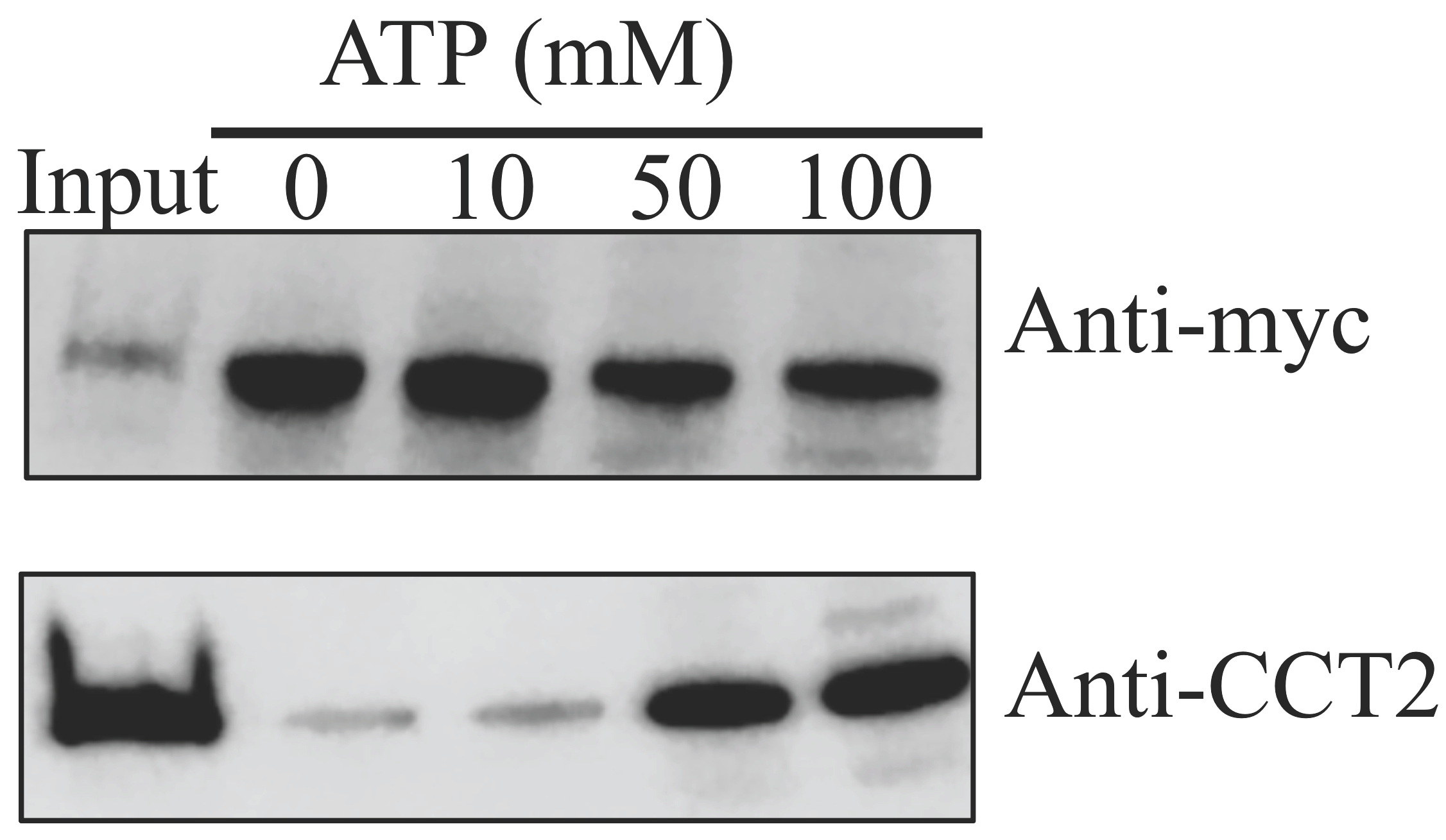 Viruses 12 00519 g003