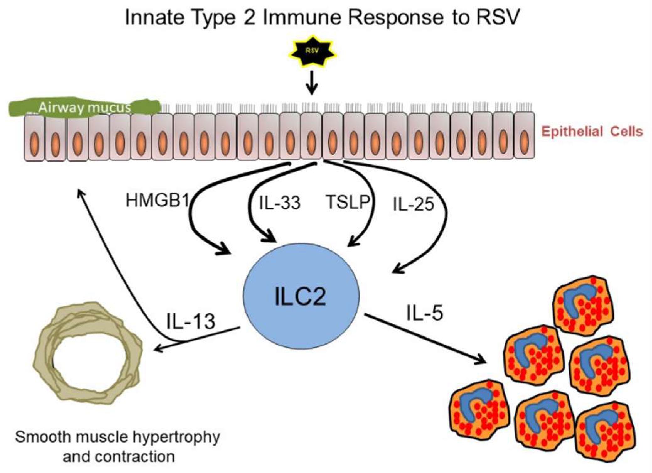 Viruses 12 00521 g001