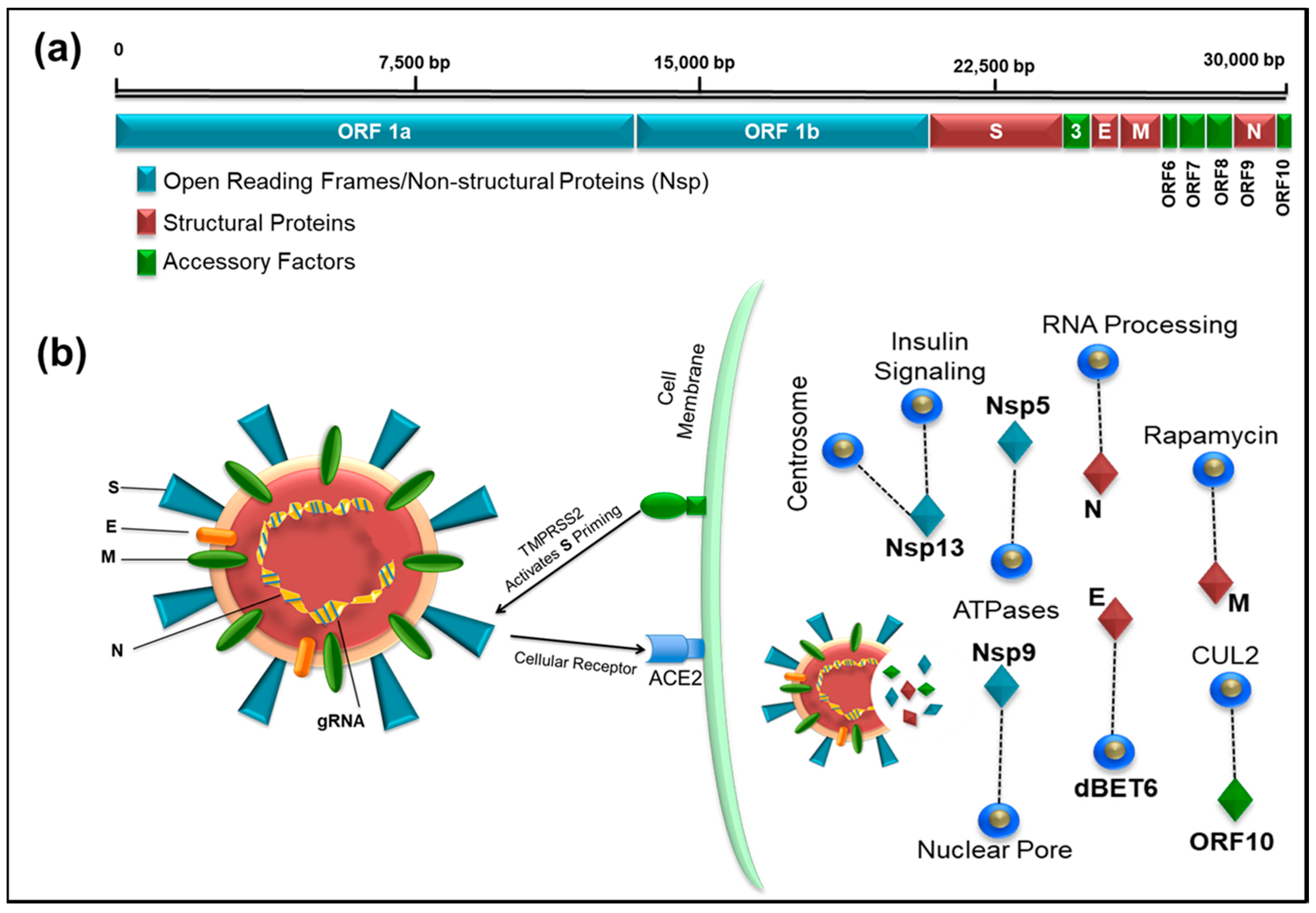 Viruses 12 00526 g001 Viruses 12 00526 g001