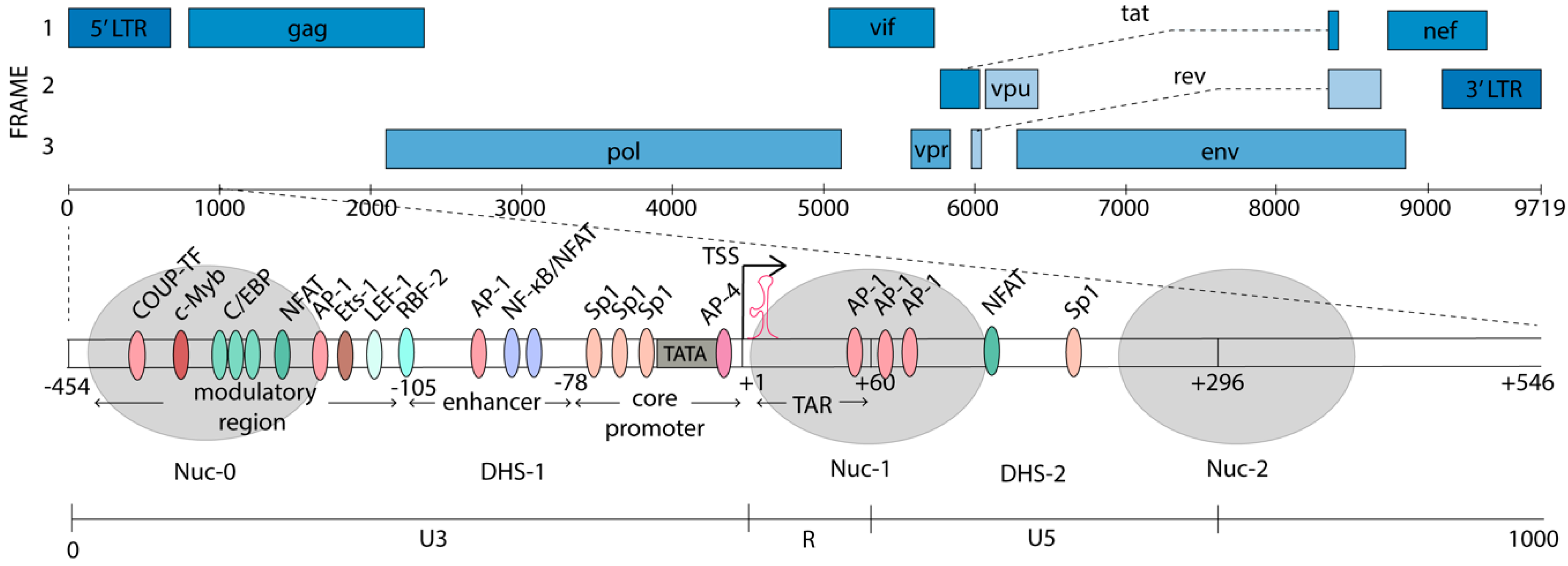 Viruses 12 00529 g001