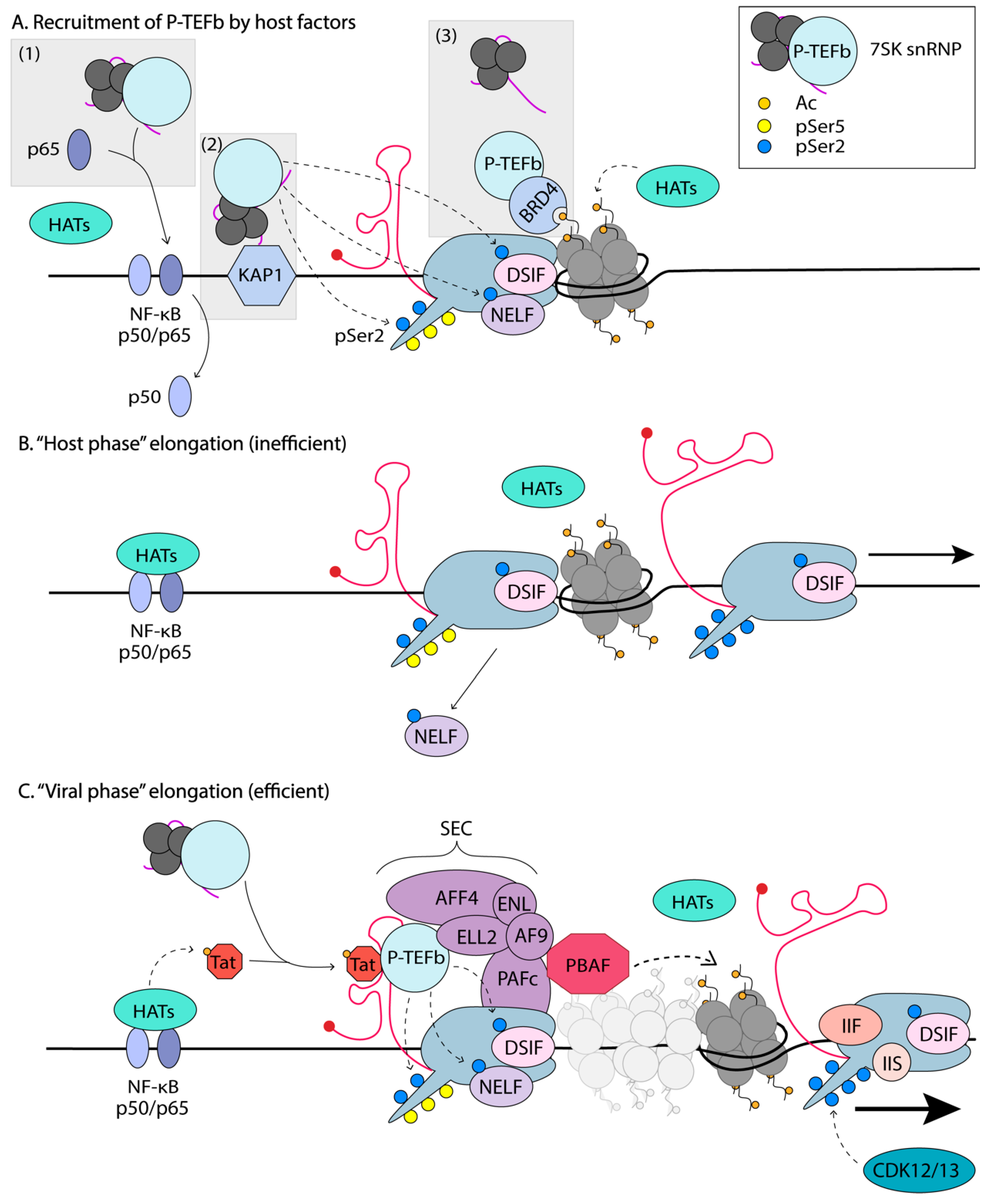 Viruses 12 00529 g004
