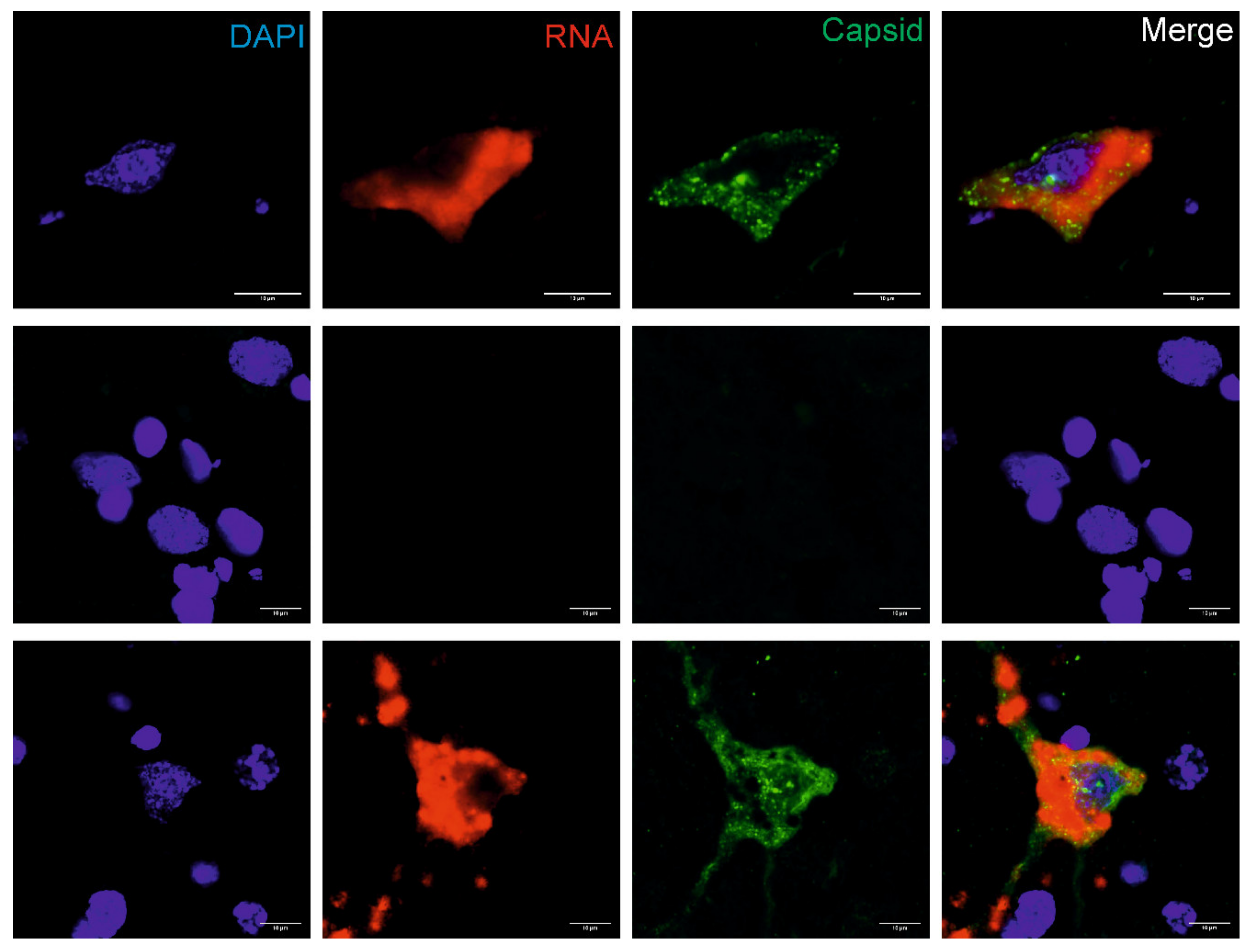 Viruses 12 00530 g003