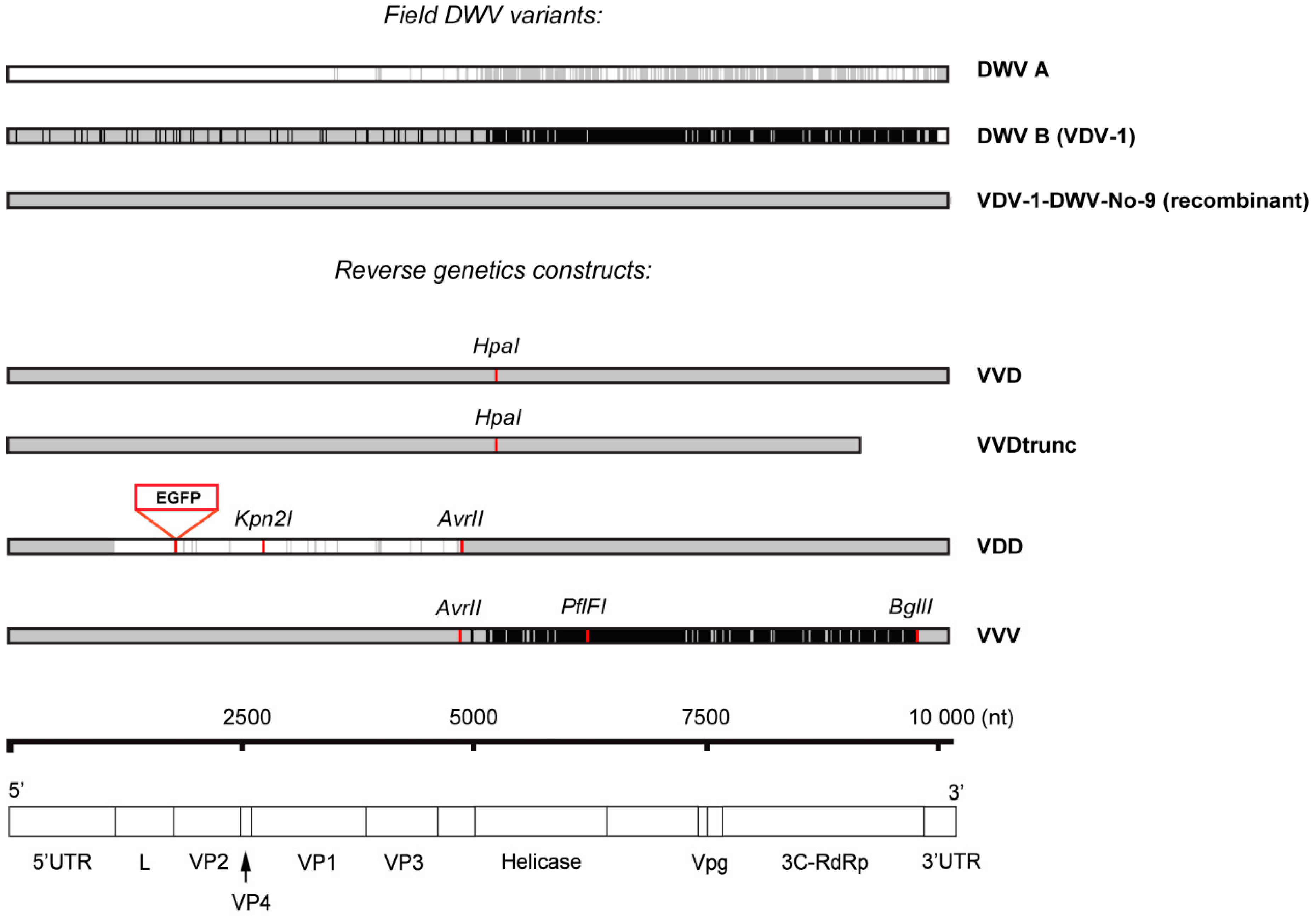 Viruses 12 00532 g001