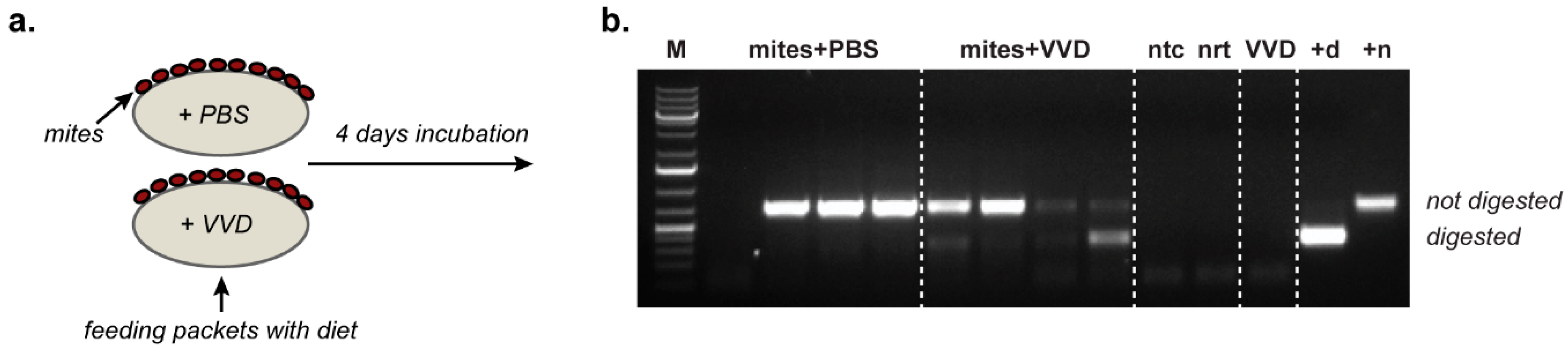 Viruses 12 00532 g003