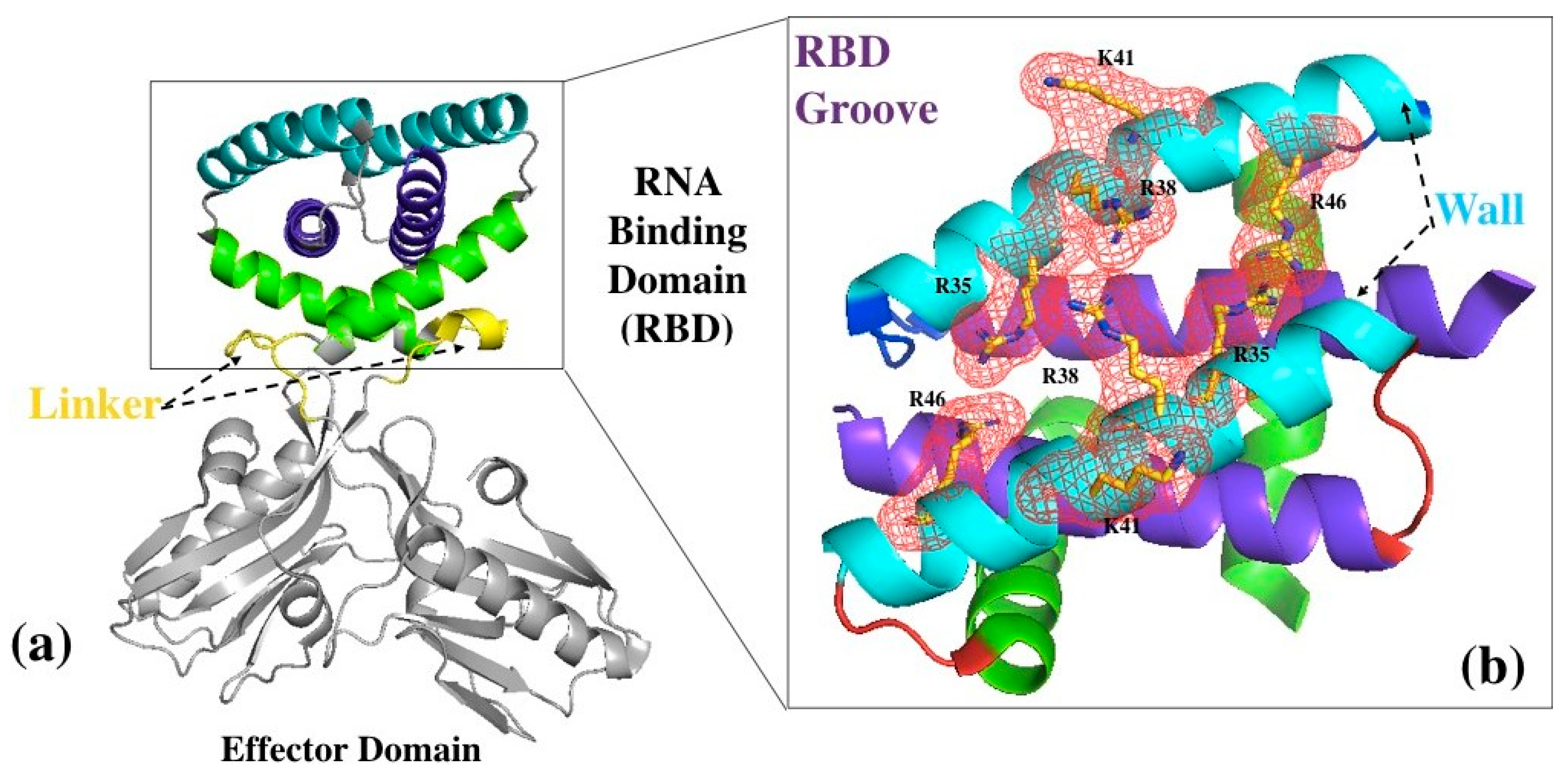 Viruses 12 00537 g001