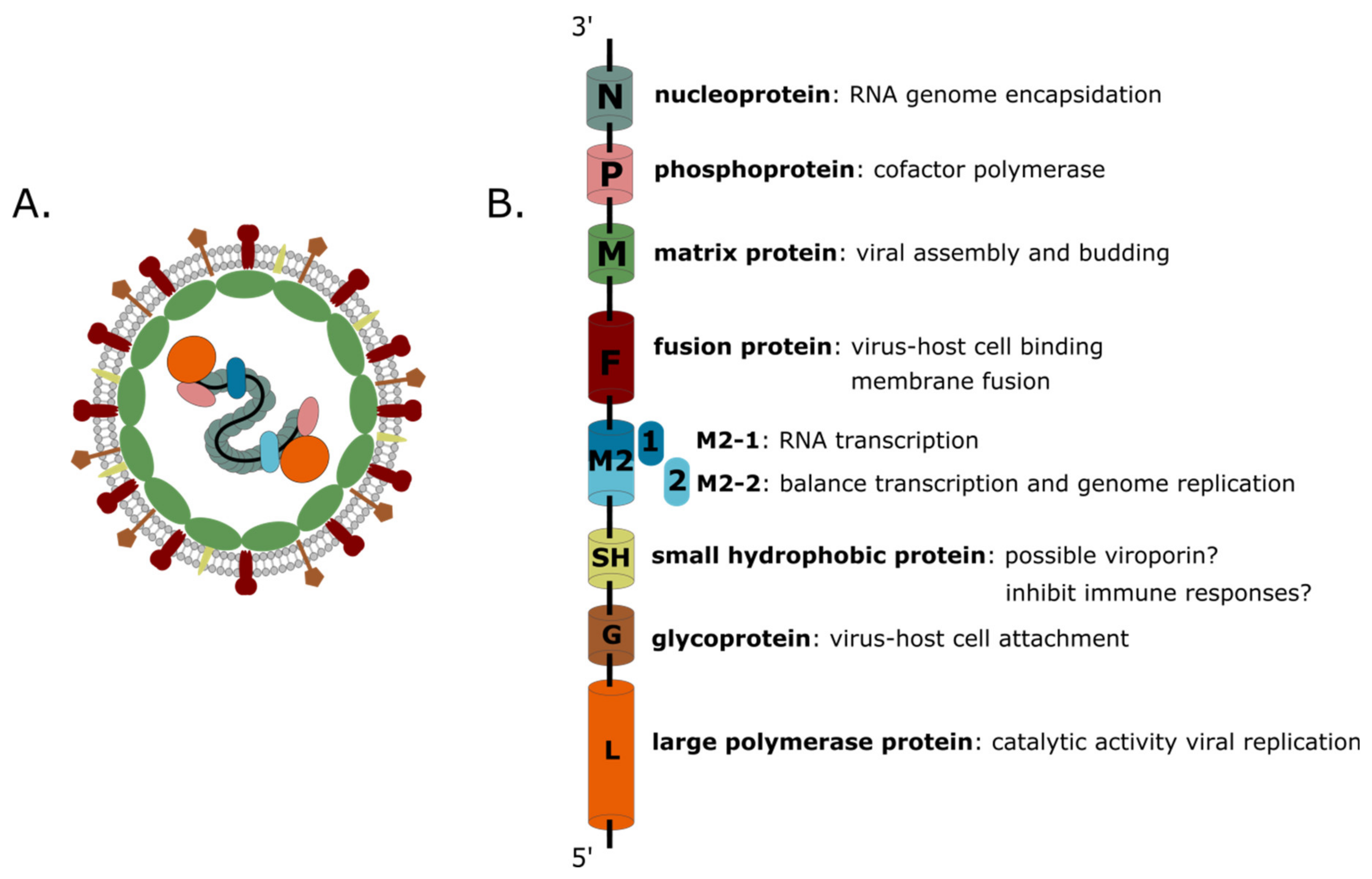 Viruses 12 00542 g001 Viruses 12 00542 g001