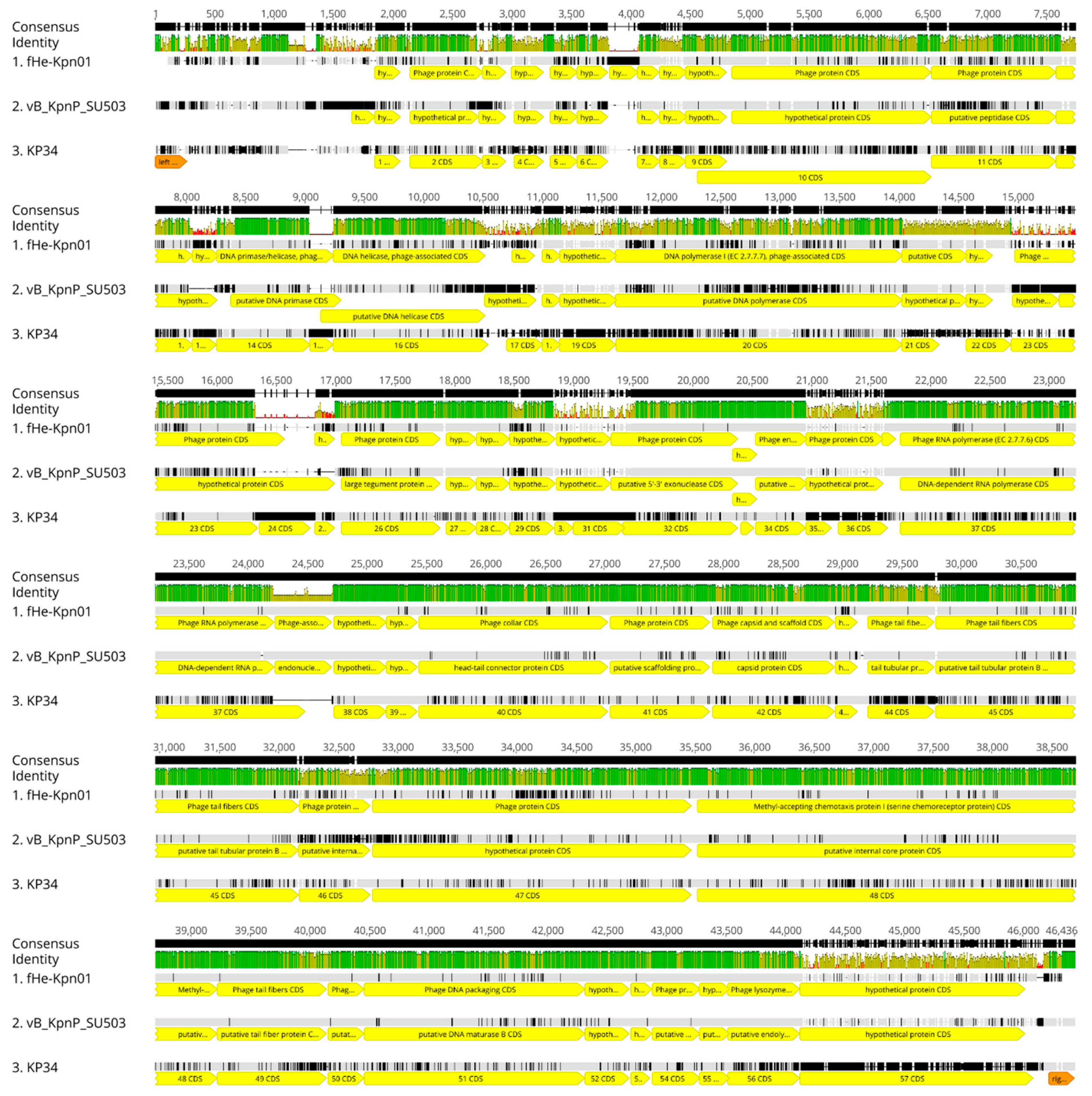 Viruses 12 00544 g001 Viruses 12 00544 g001