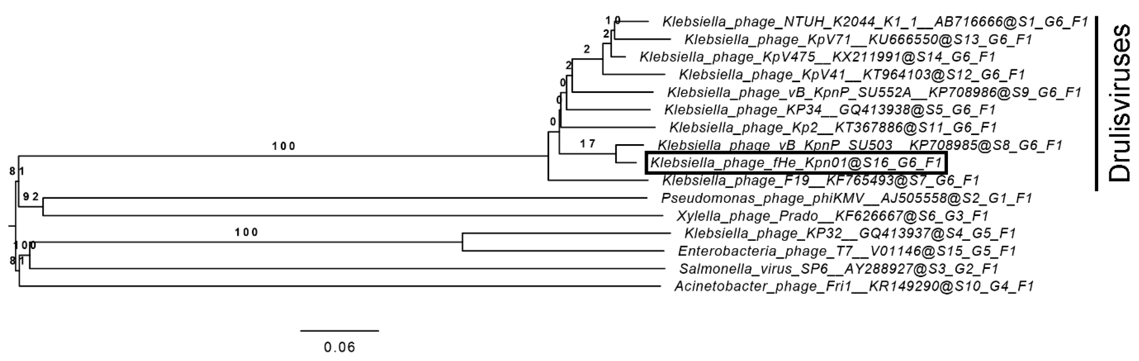 Viruses 12 00544 g002 Viruses 12 00544 g002