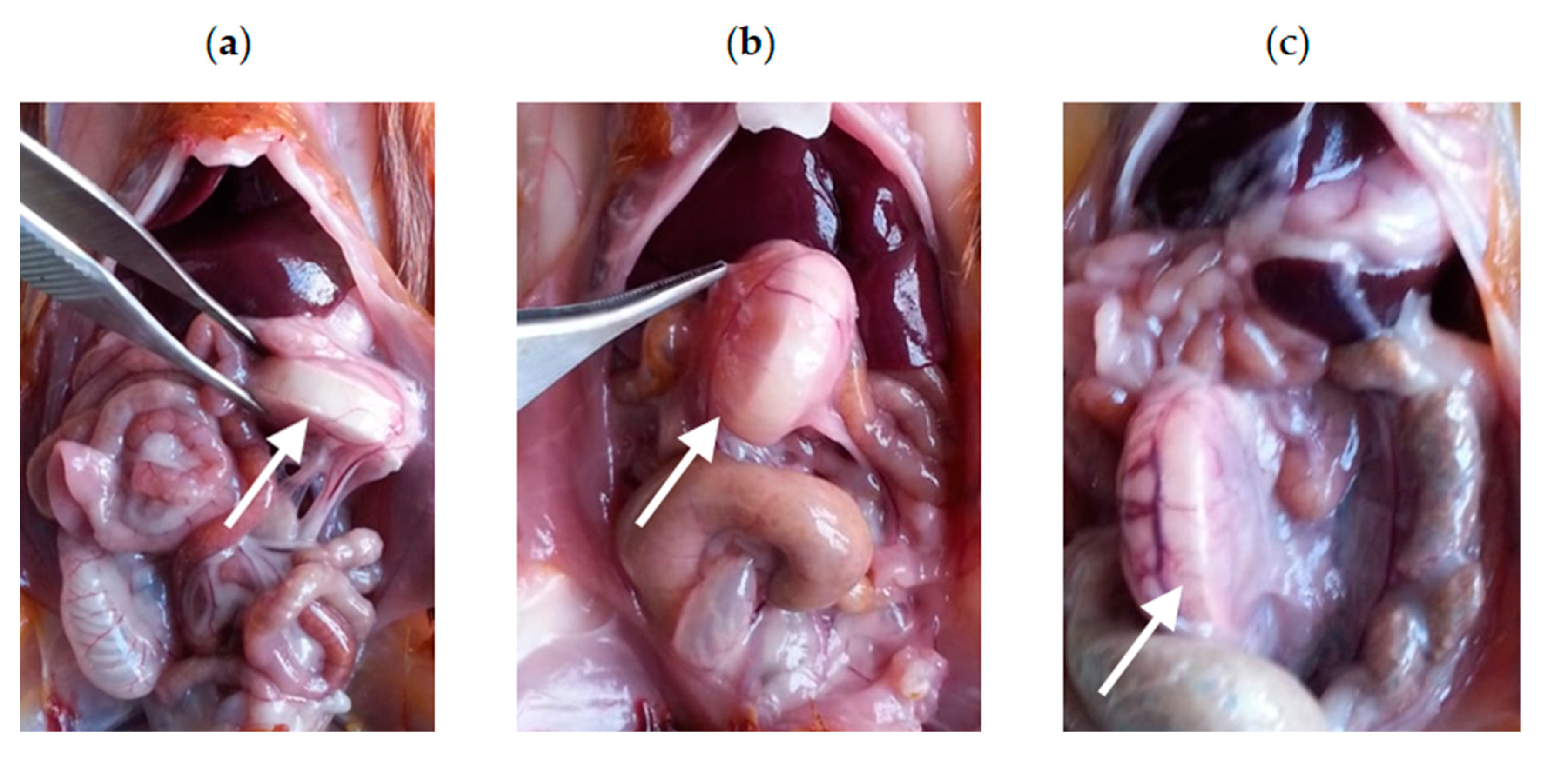 Viruses 12 00545 g004 Viruses 12 00545 g004