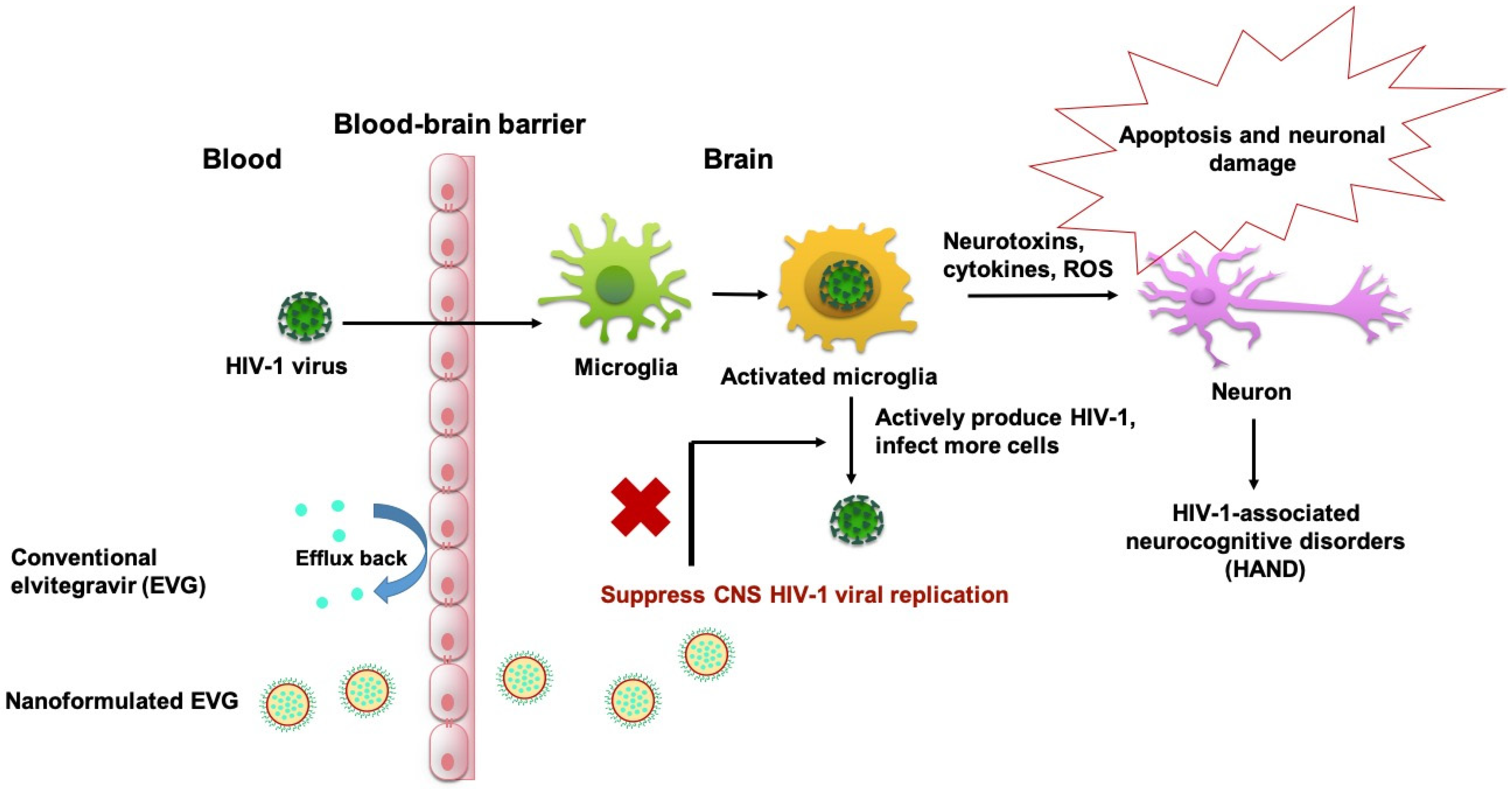 Viruses 12 00564 g006 Viruses 12 00564 g006