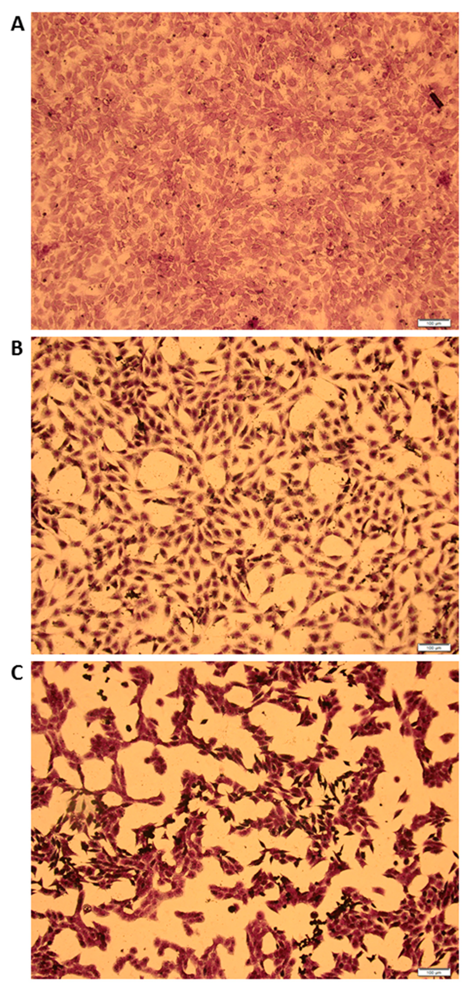 Viruses 12 00569 g004