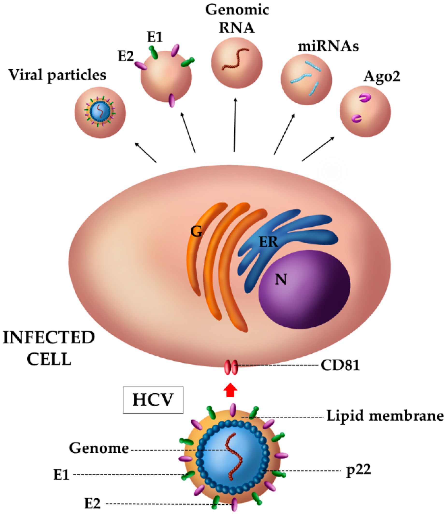 Viruses 12 00571 g003