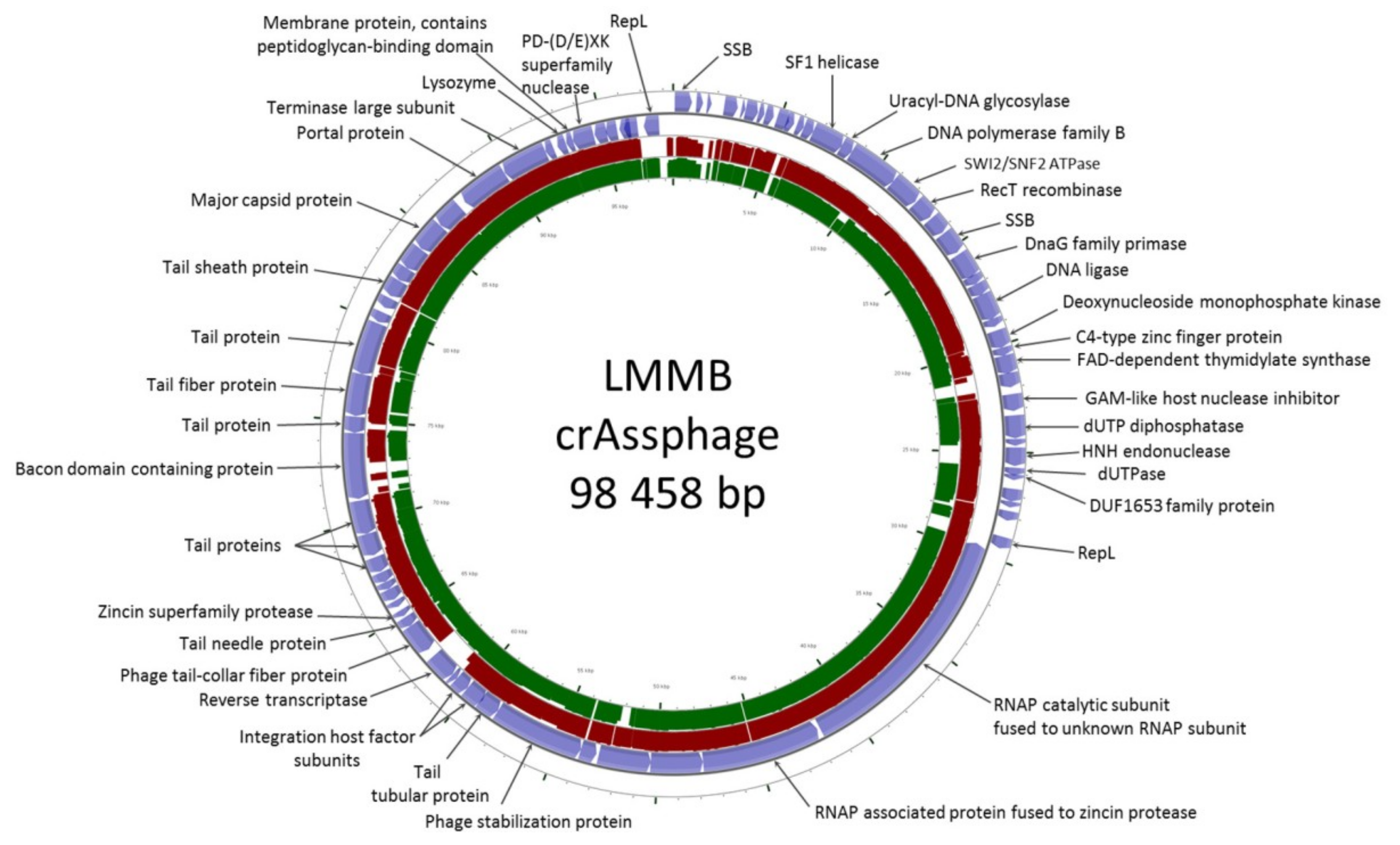 Viruses 12 00573 g001 Viruses 12 00573 g001