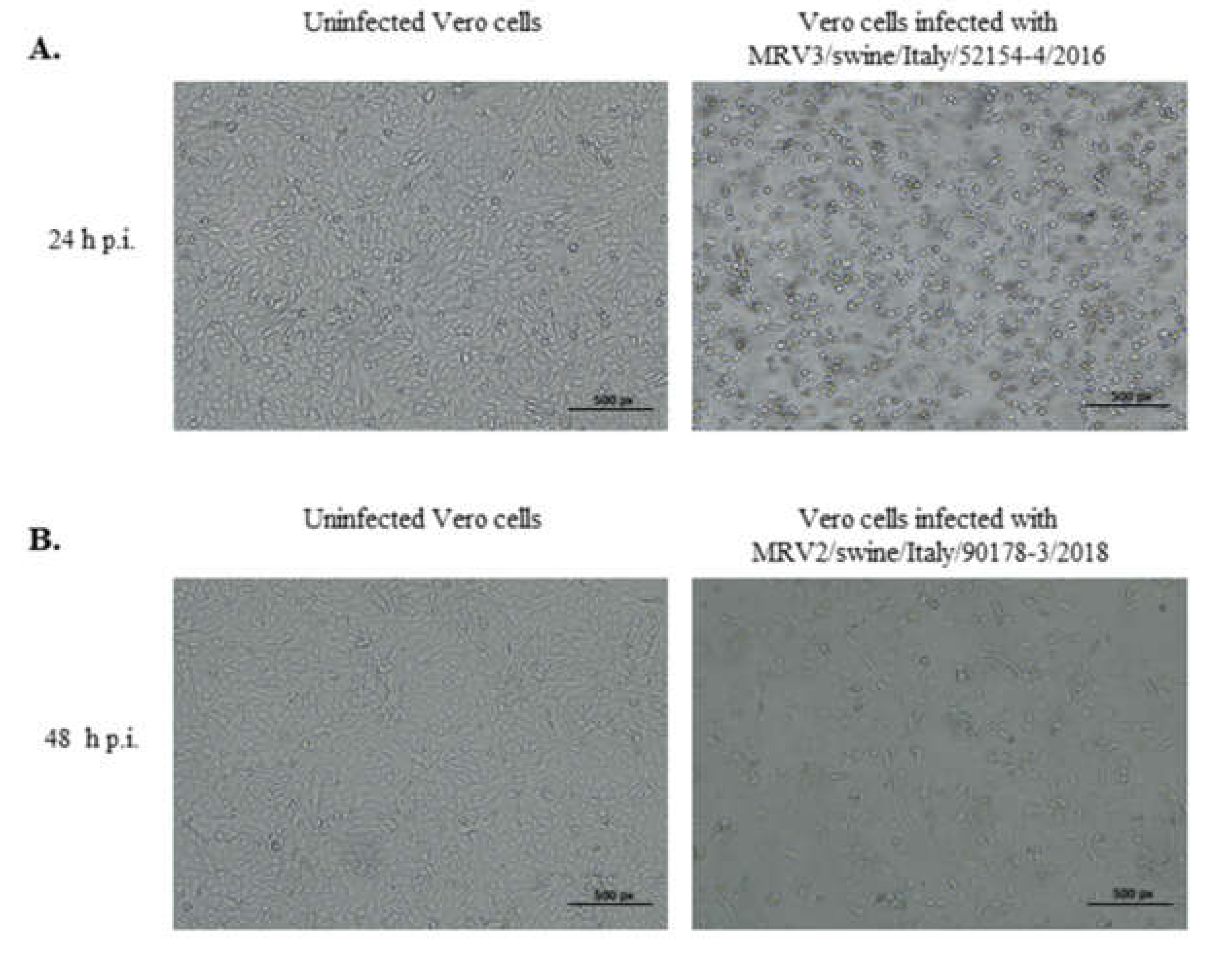 Viruses 12 00574 g001