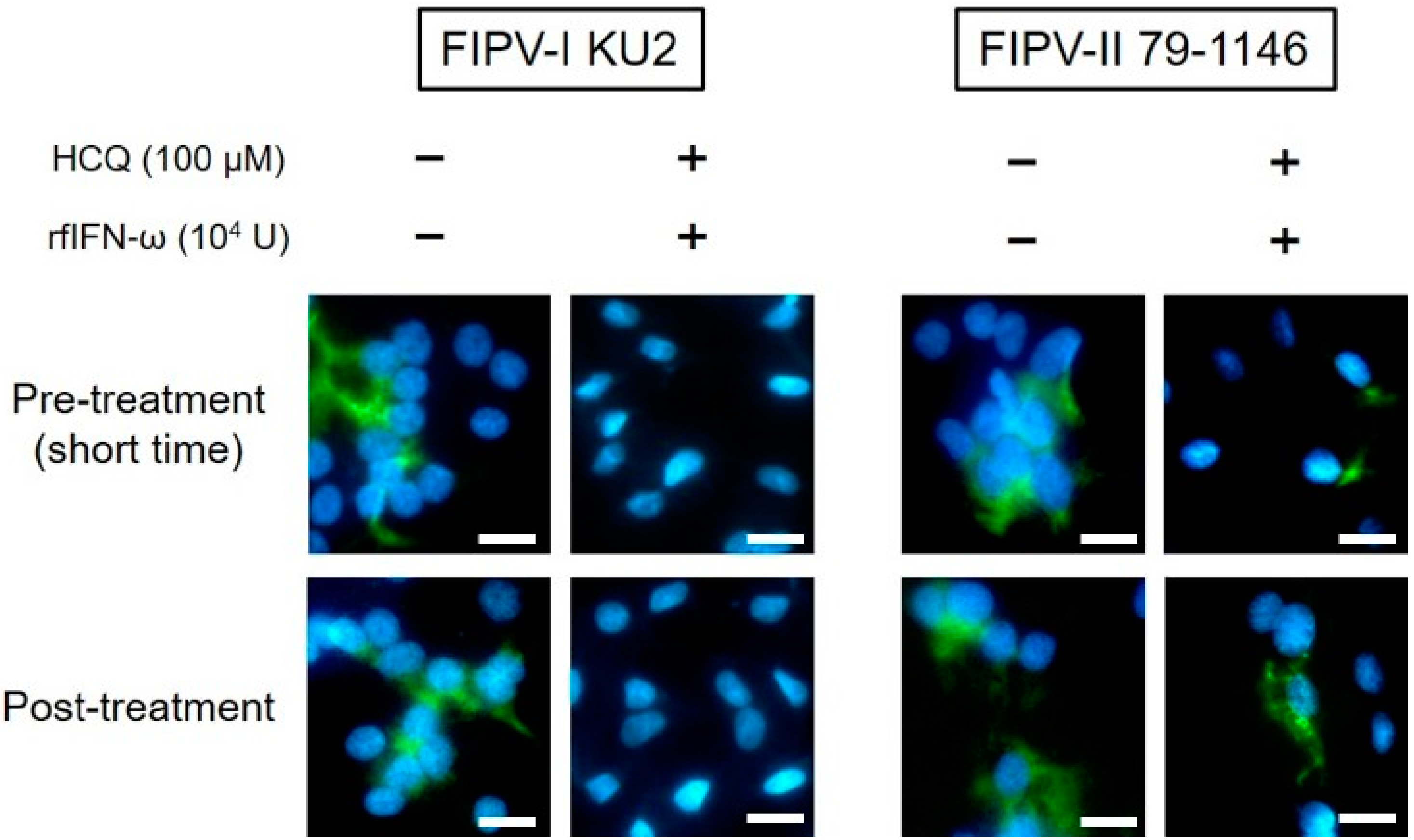 Viruses 12 00576 g005