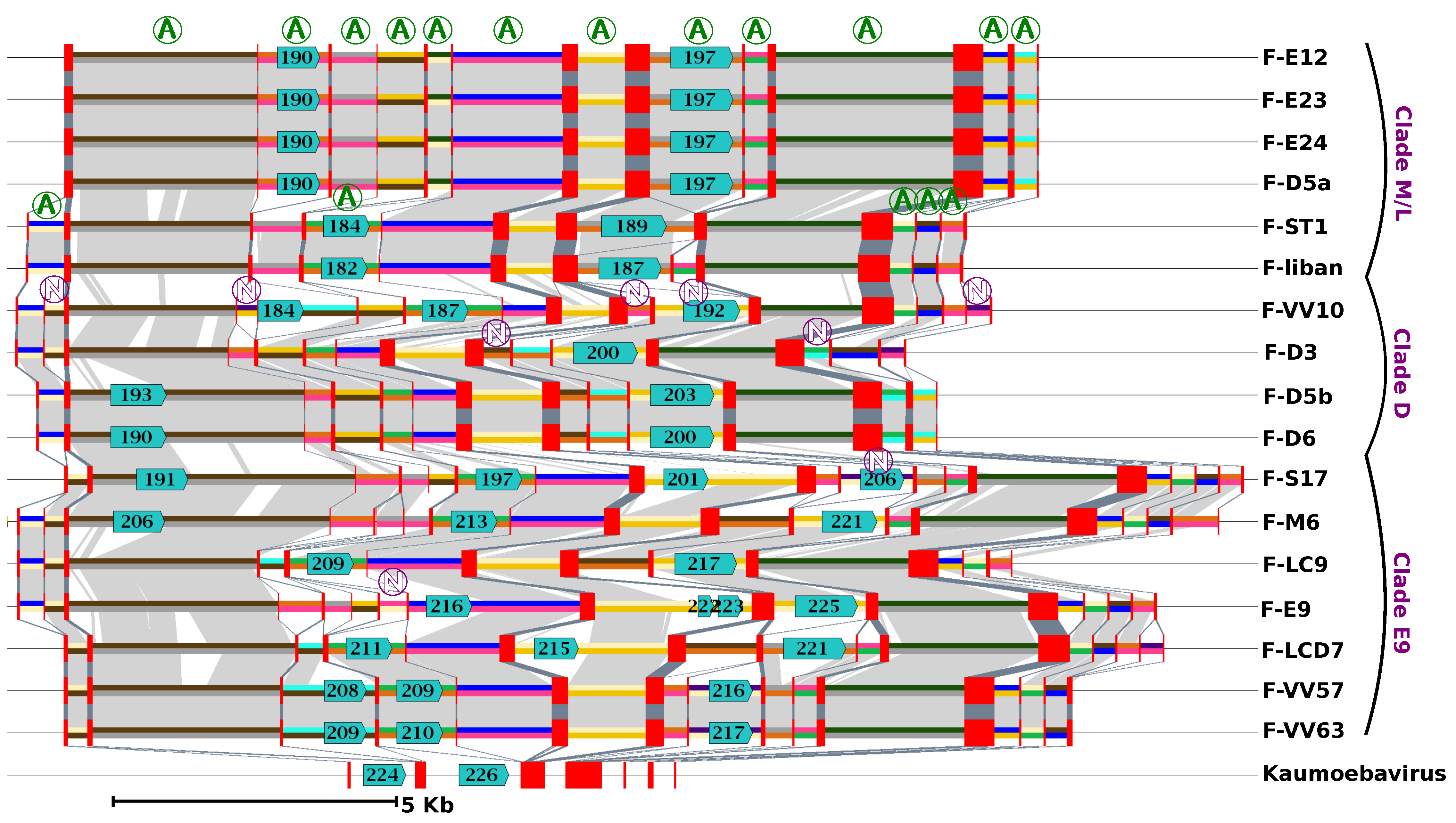 Viruses 12 00577 g003 Viruses 12 00577 g003