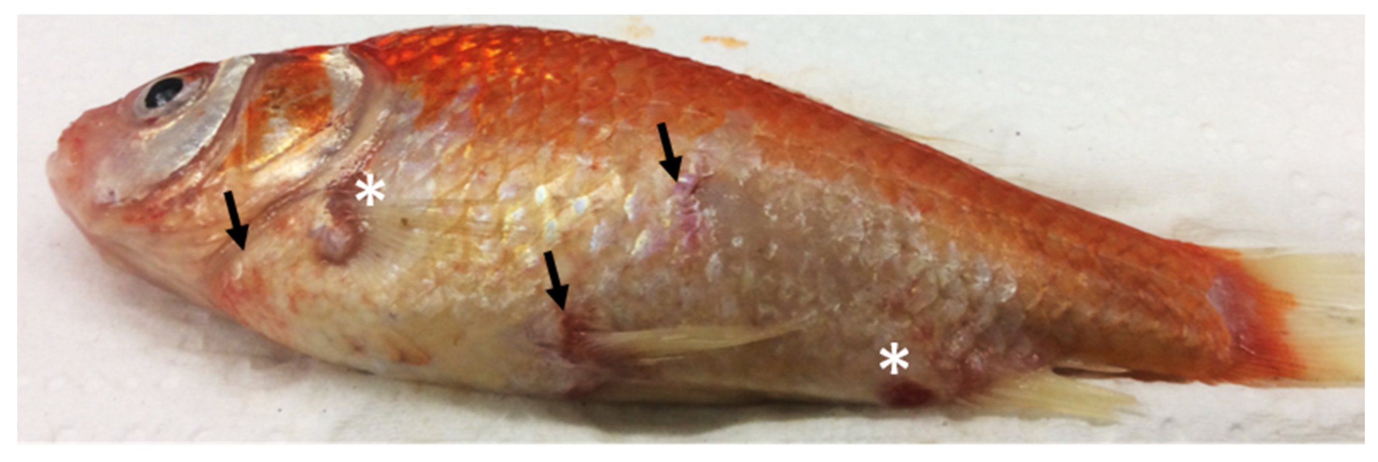 Viruses 12 00578 g003