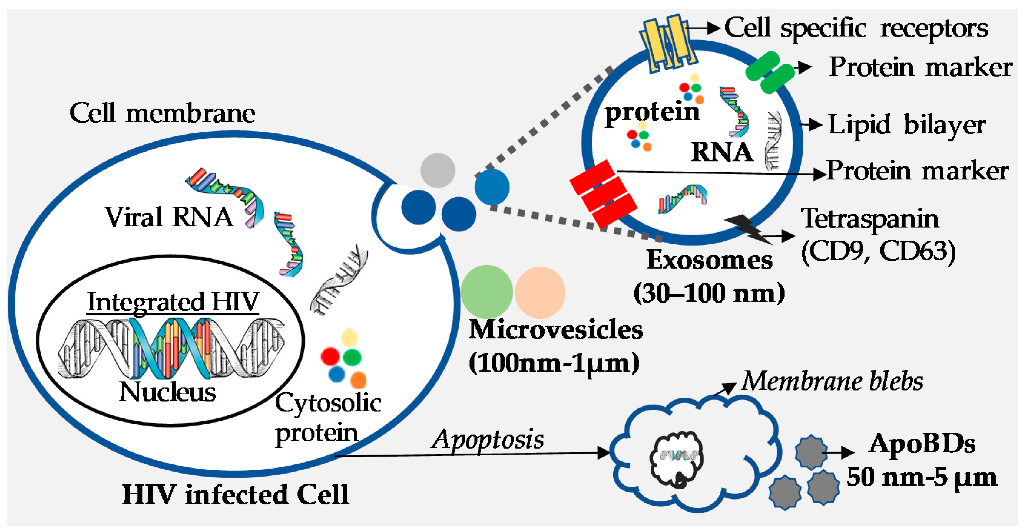 Viruses 12 00584 g001 Viruses 12 00584 g001