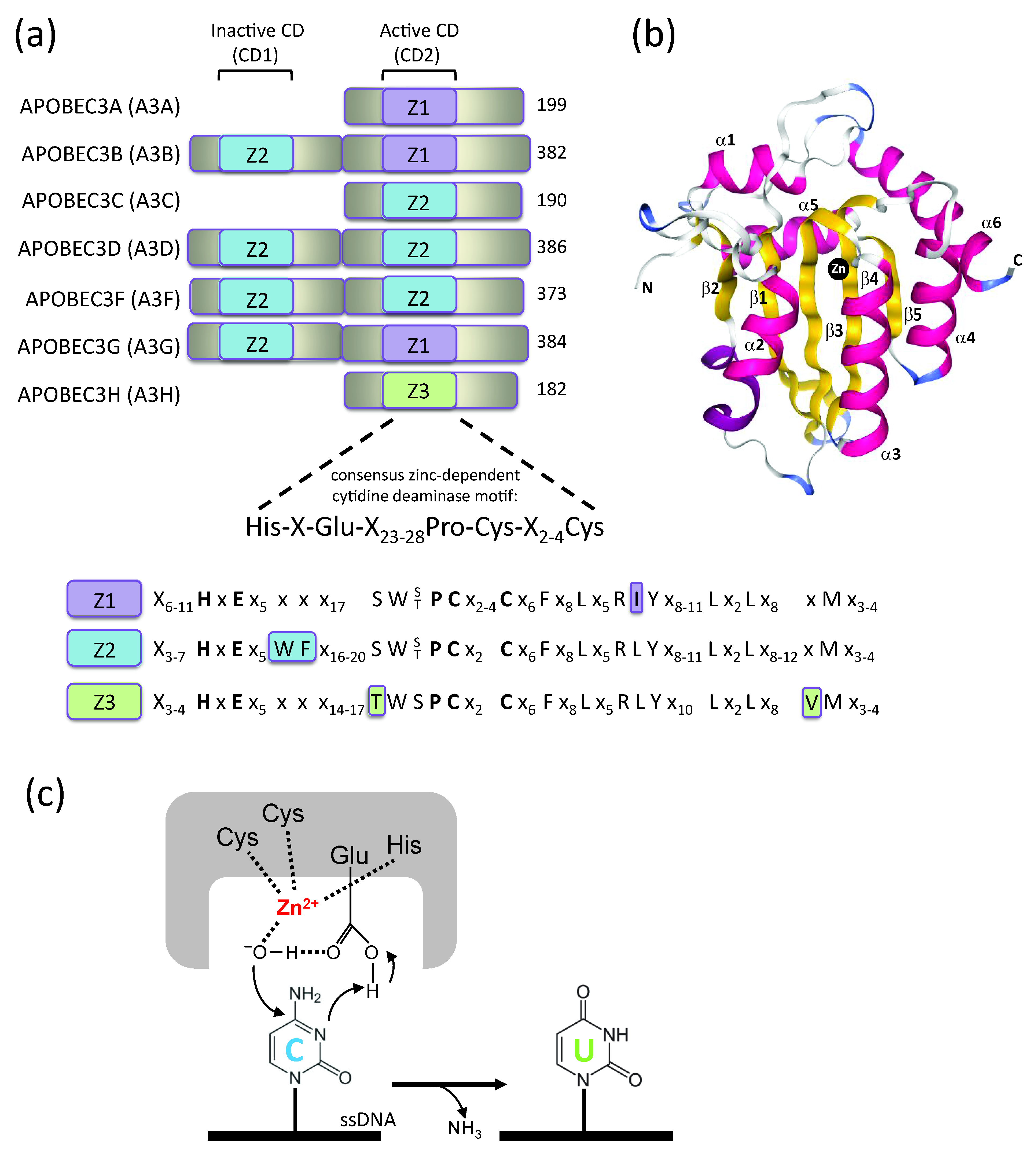 Viruses 12 00587 g001 Viruses 12 00587 g001