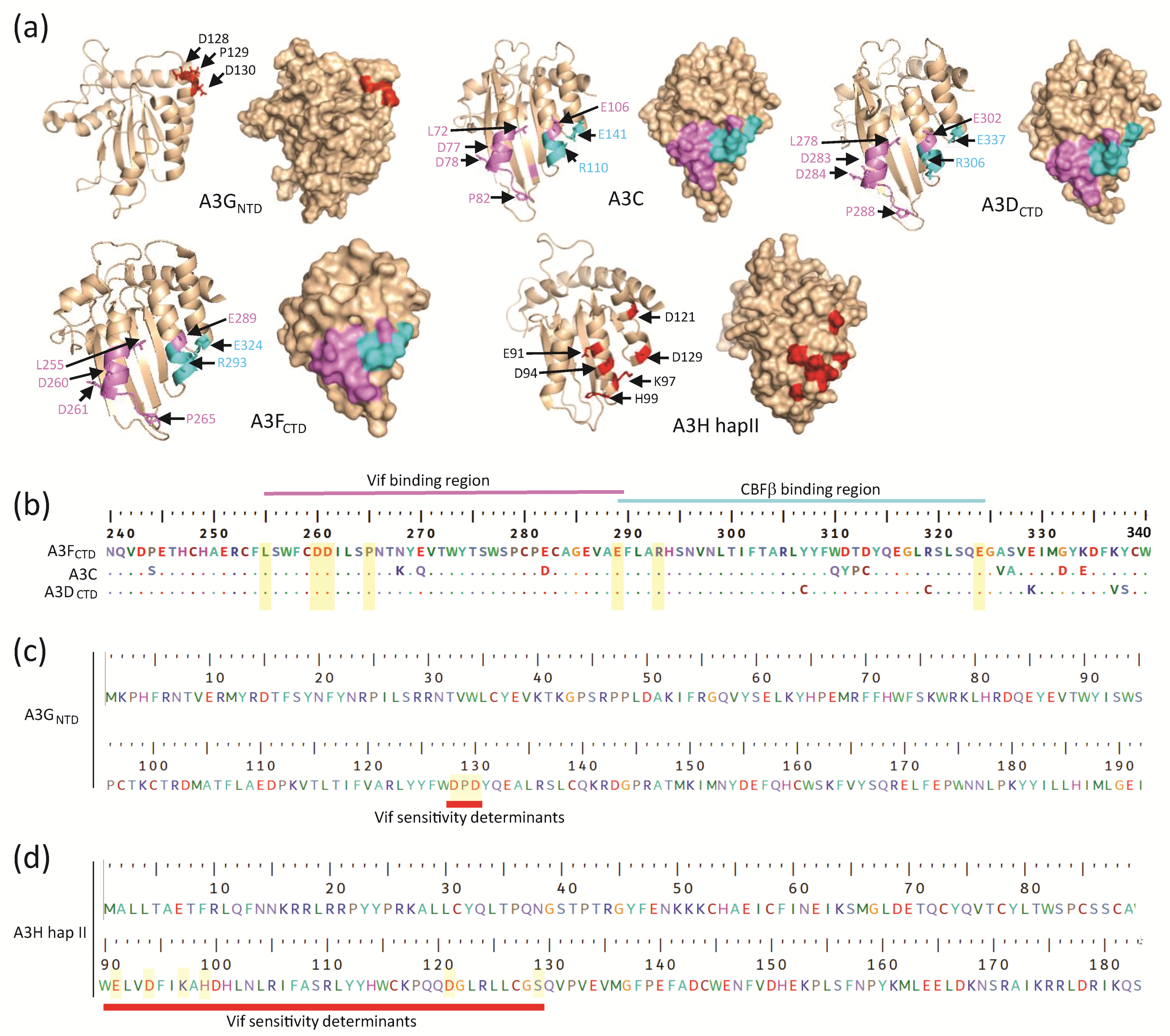 Viruses 12 00587 g003 Viruses 12 00587 g003